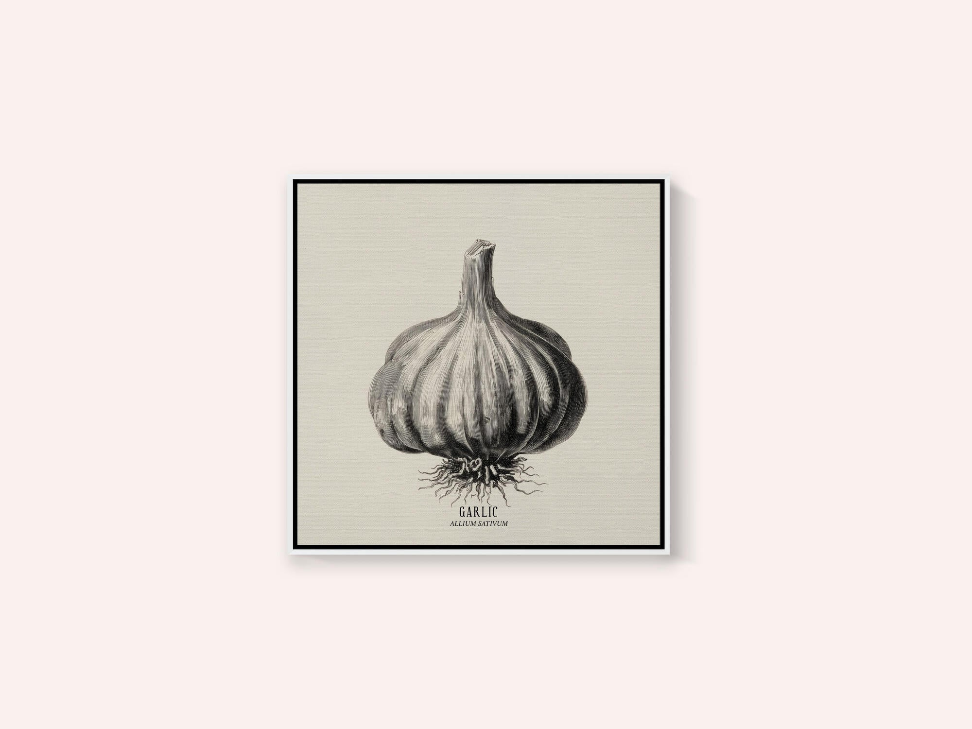 Vintage Vegetables - Garlic