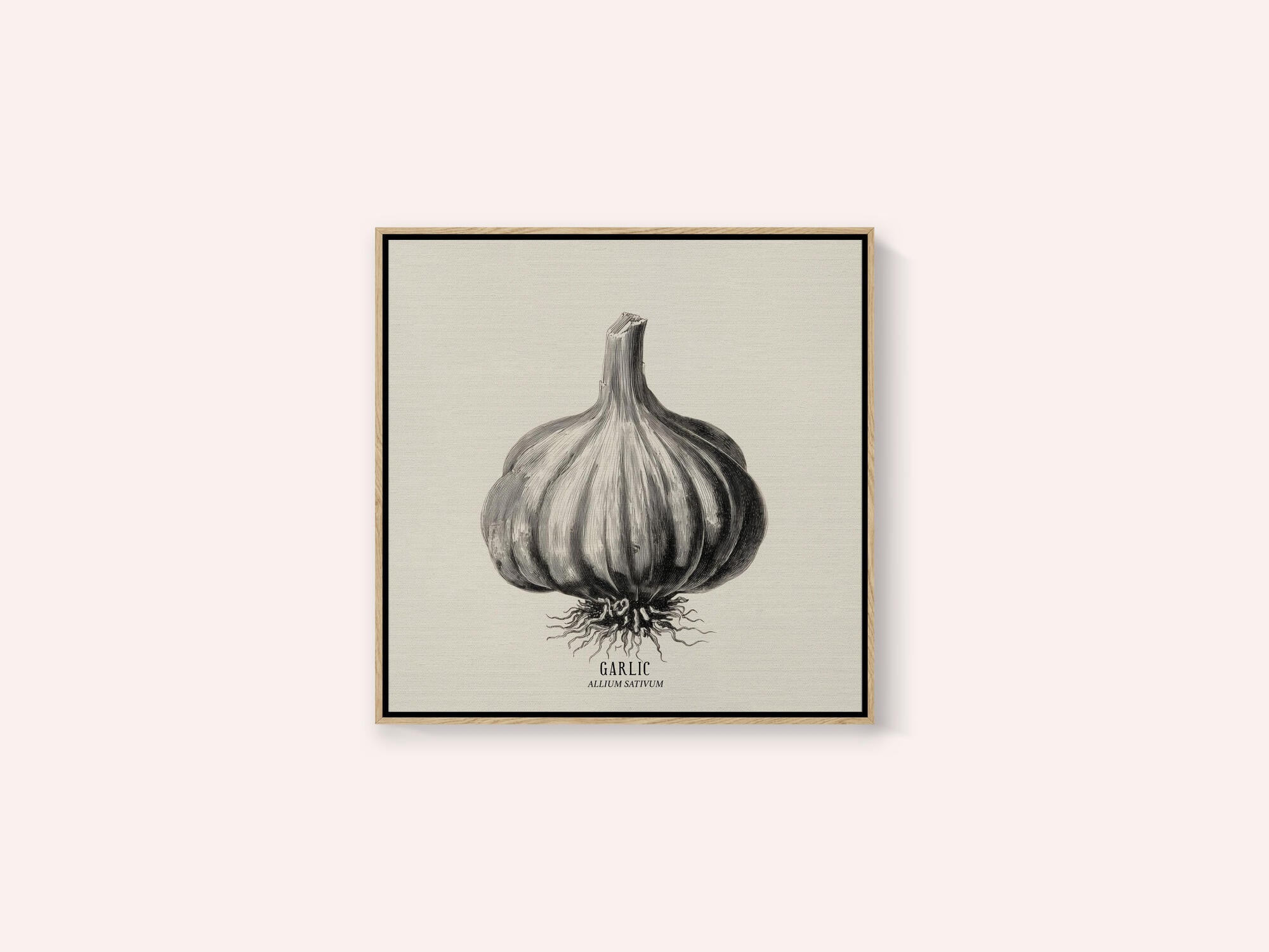 Vintage Vegetables - Garlic