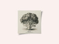 Vintage Vegetables - Broccoli