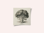 Vintage Vegetables - Broccoli