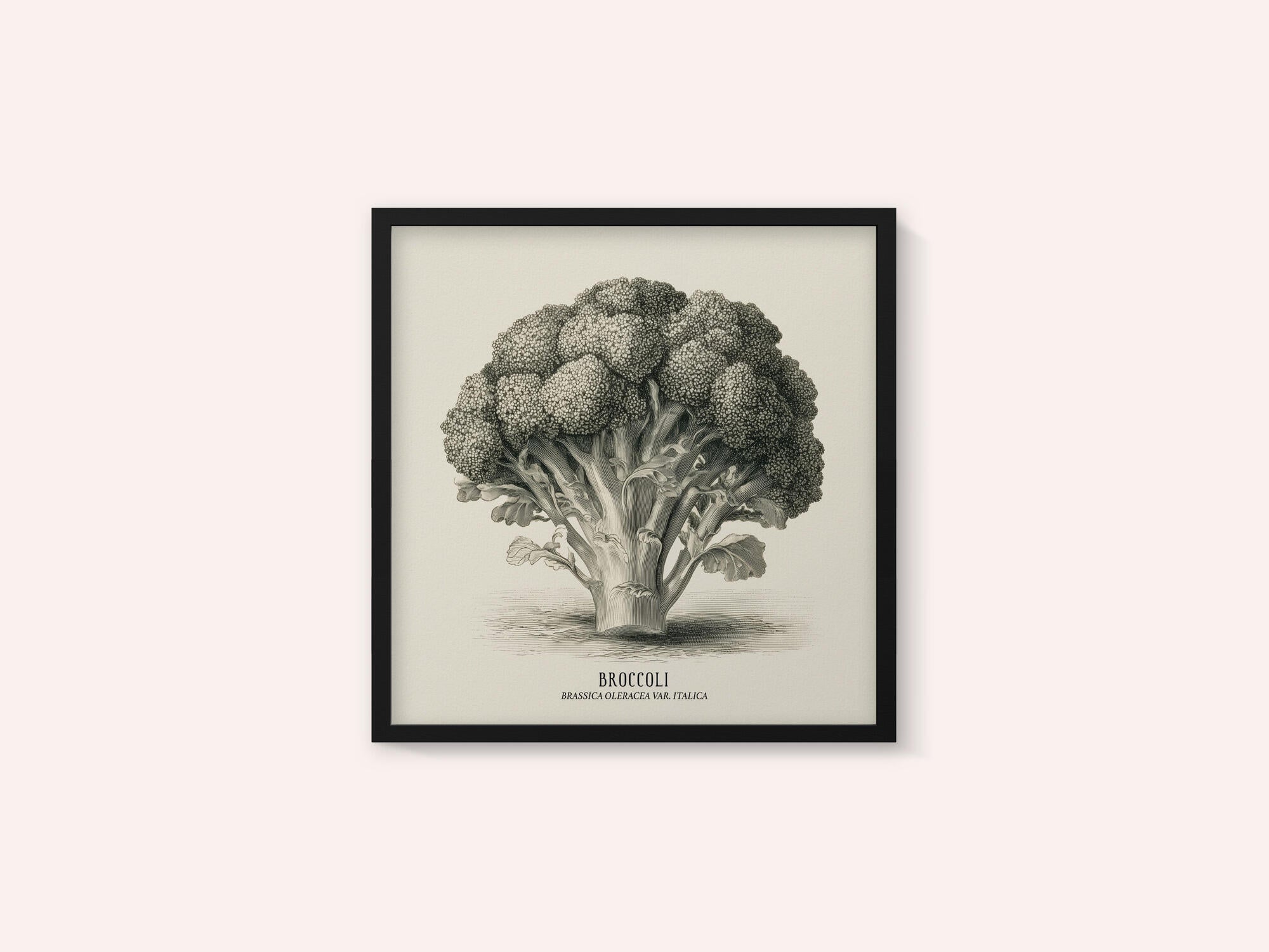 Vintage Vegetables - Broccoli