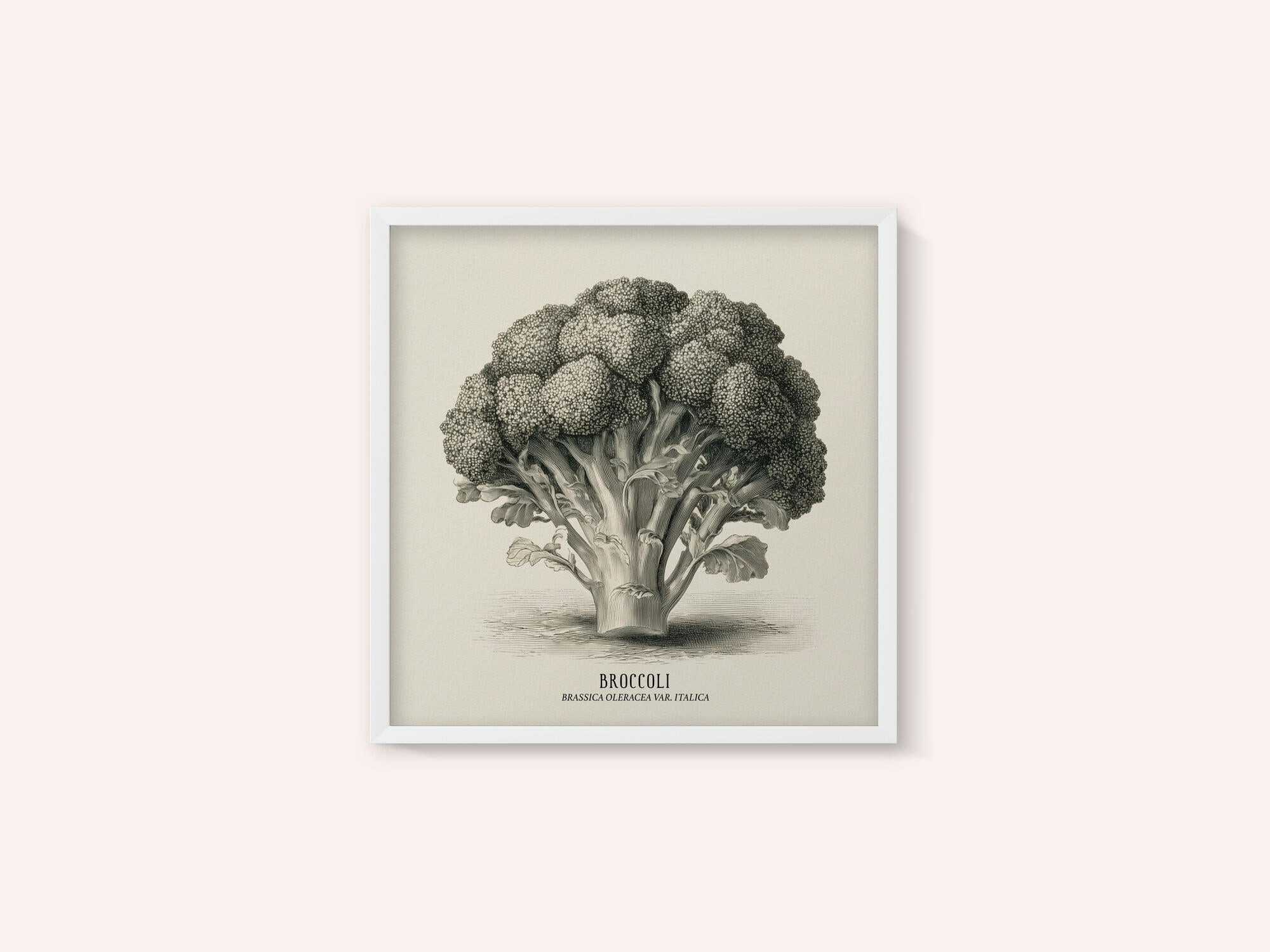Vintage Vegetables - Broccoli