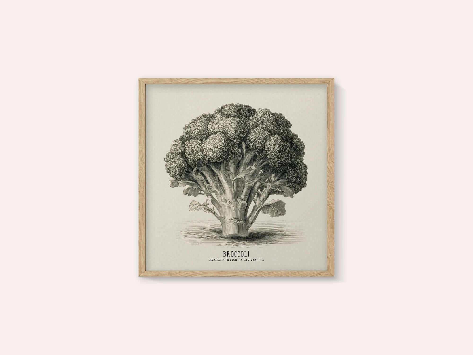 Vintage Vegetables - Broccoli