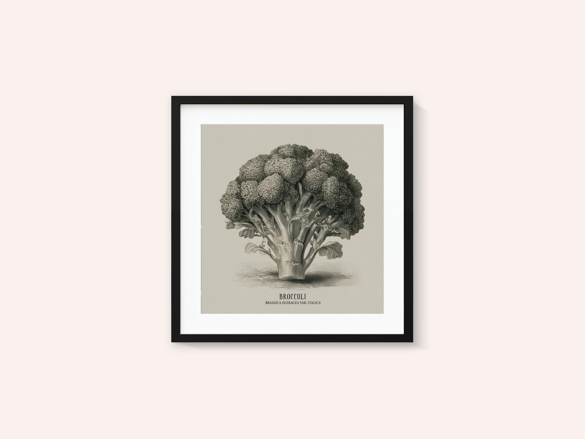 Vintage Vegetables - Broccoli