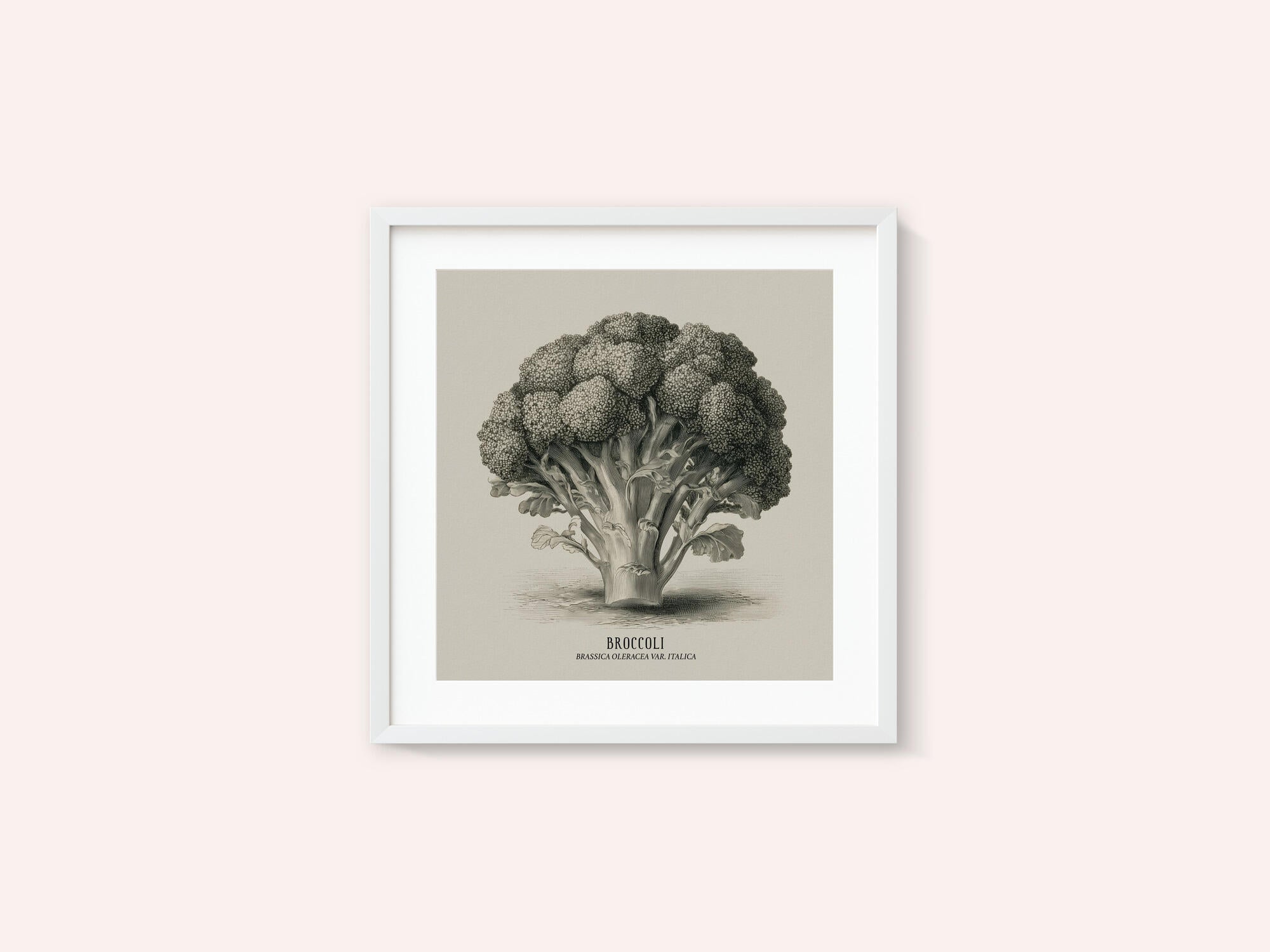 Vintage Vegetables - Broccoli