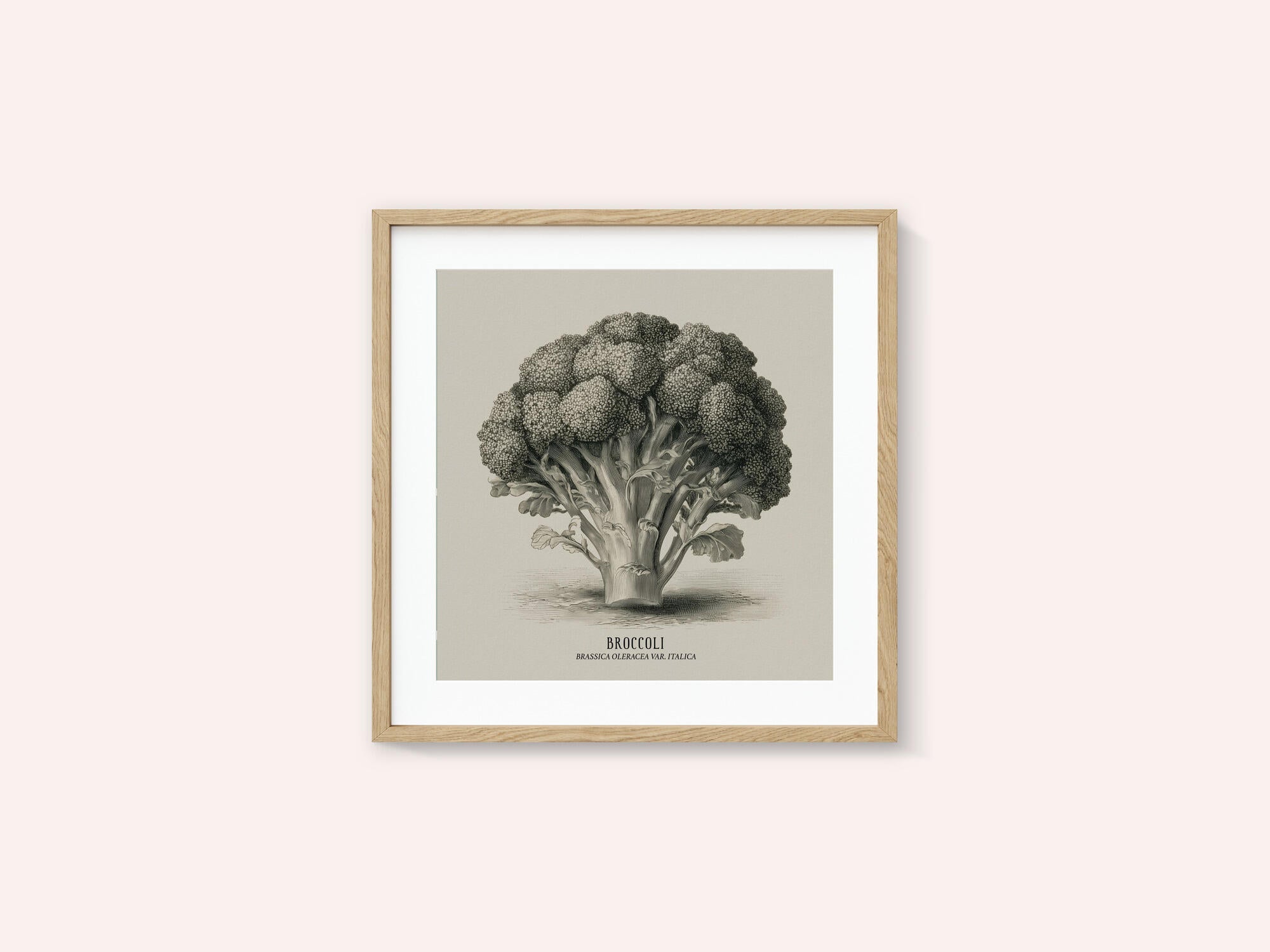 Vintage Vegetables - Broccoli