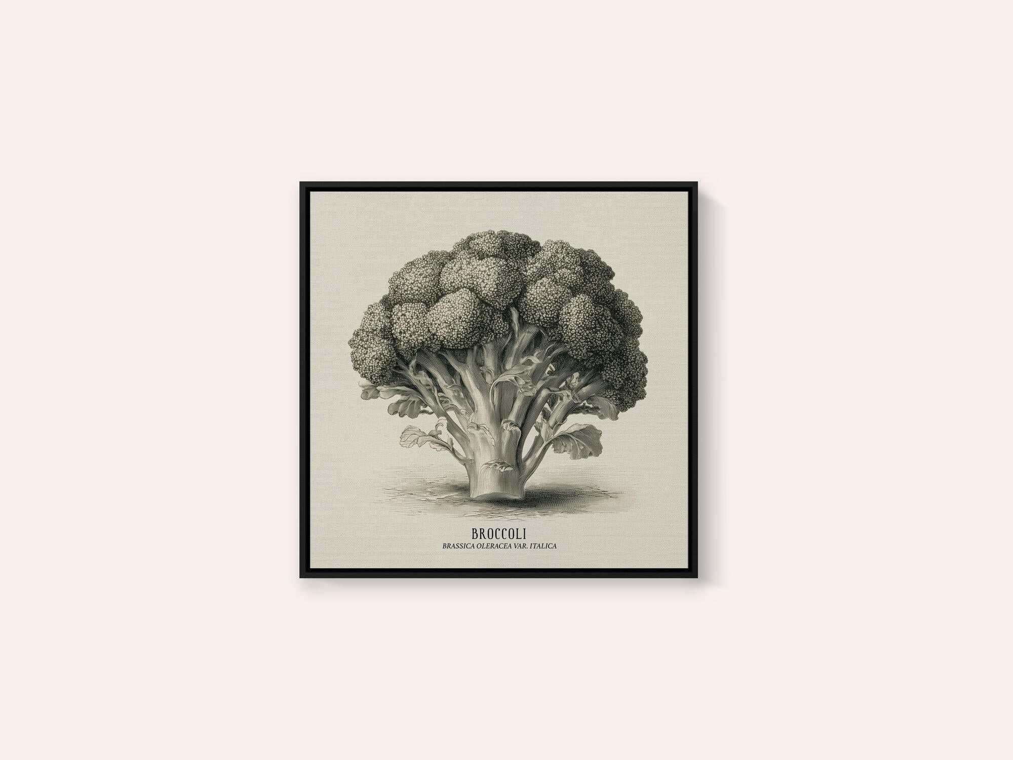 Vintage Vegetables - Broccoli