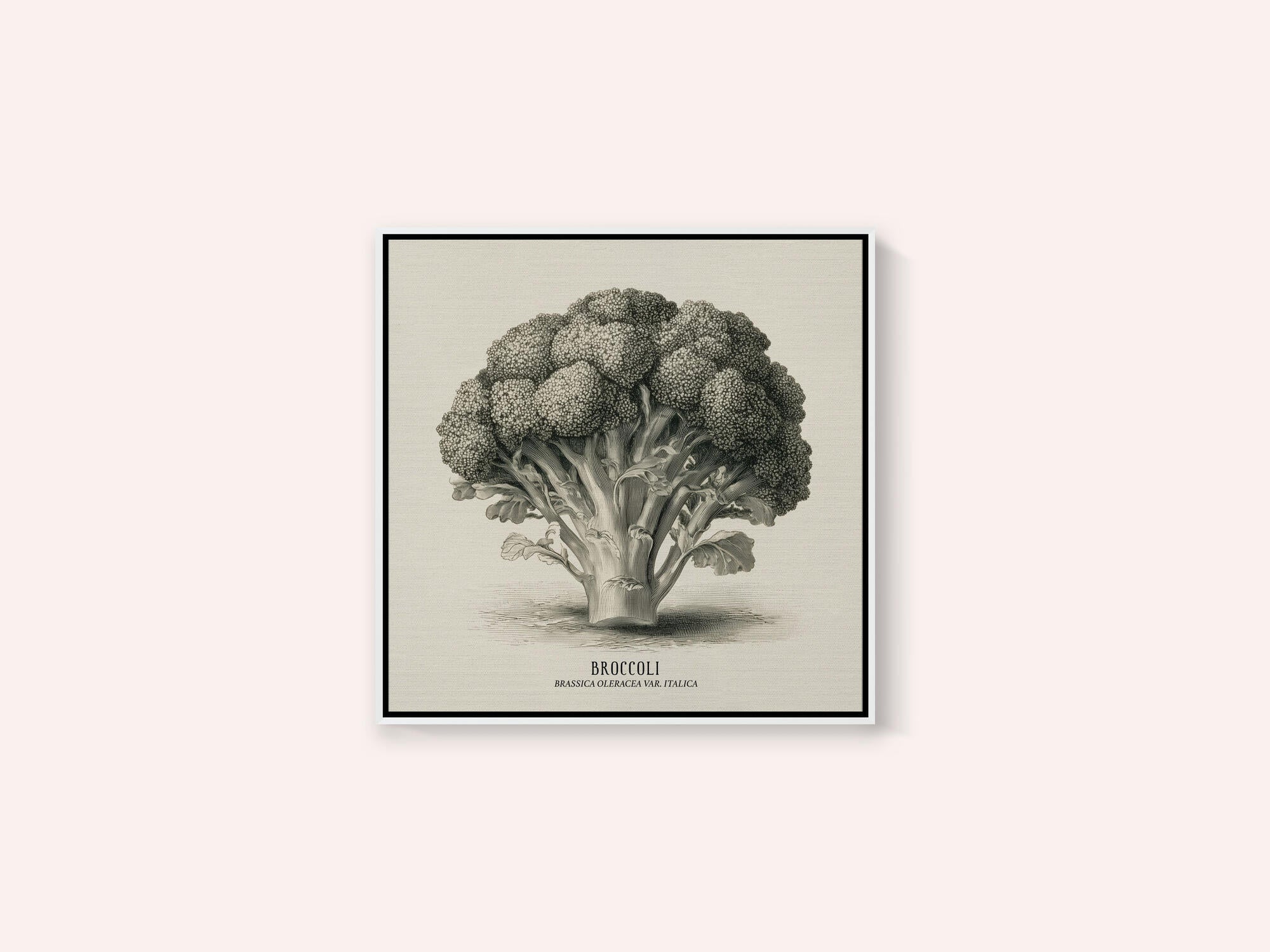 Vintage Vegetables - Broccoli