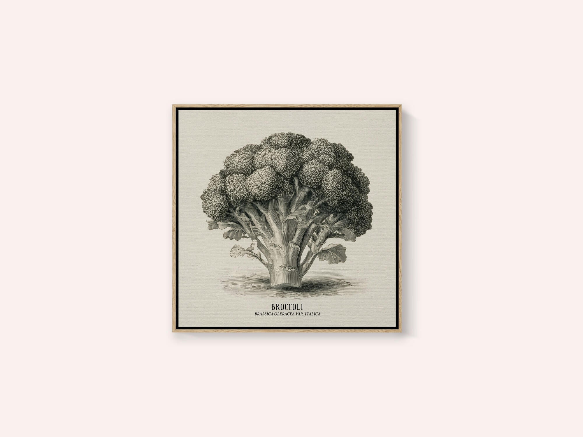 Vintage Vegetables - Broccoli