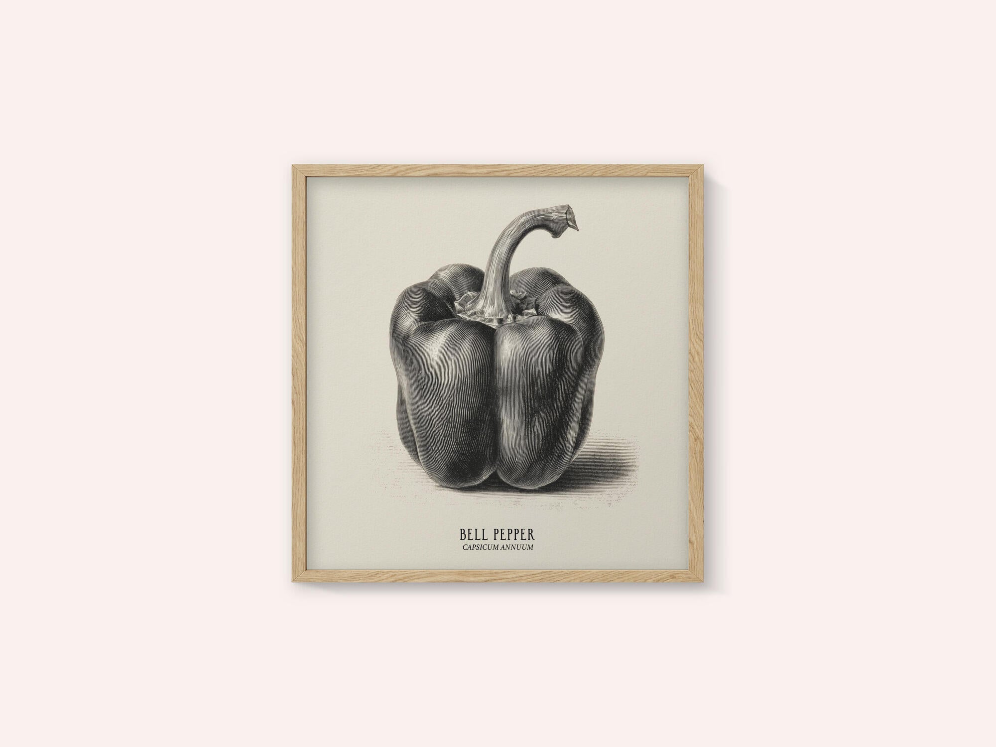 Vintage Vegetables - Bell Pepper