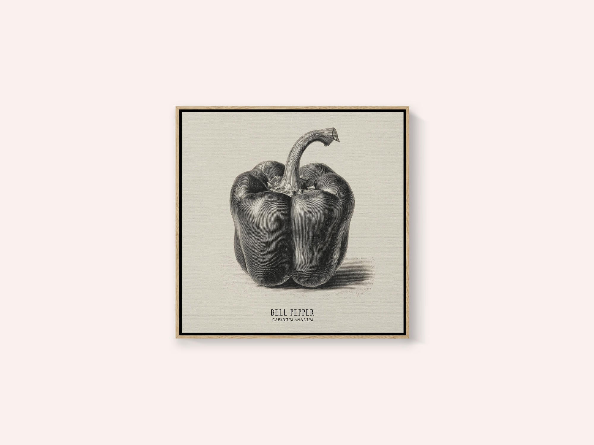 Vintage Vegetables - Bell Pepper