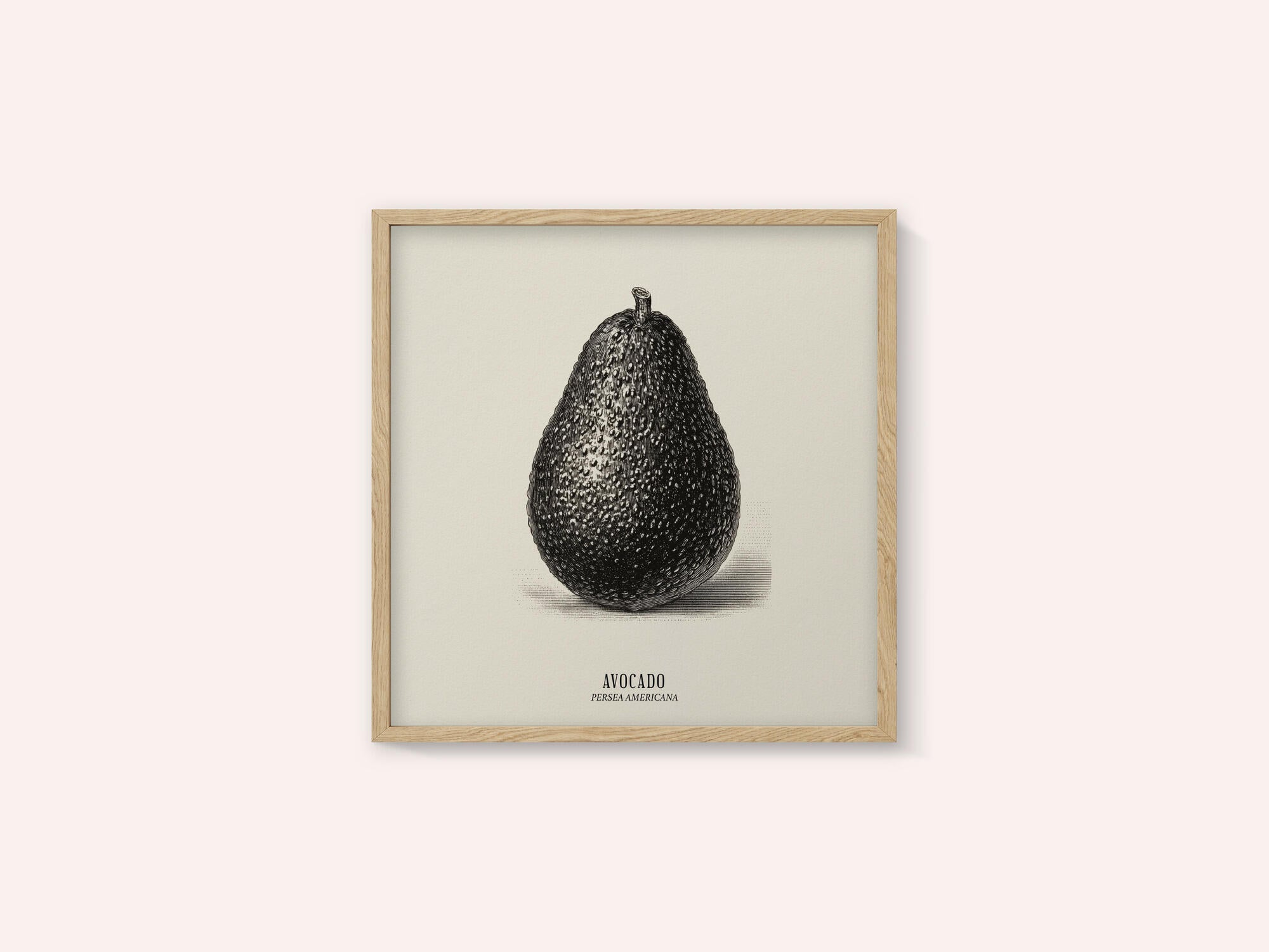 Vintage Vegetables - Avocado