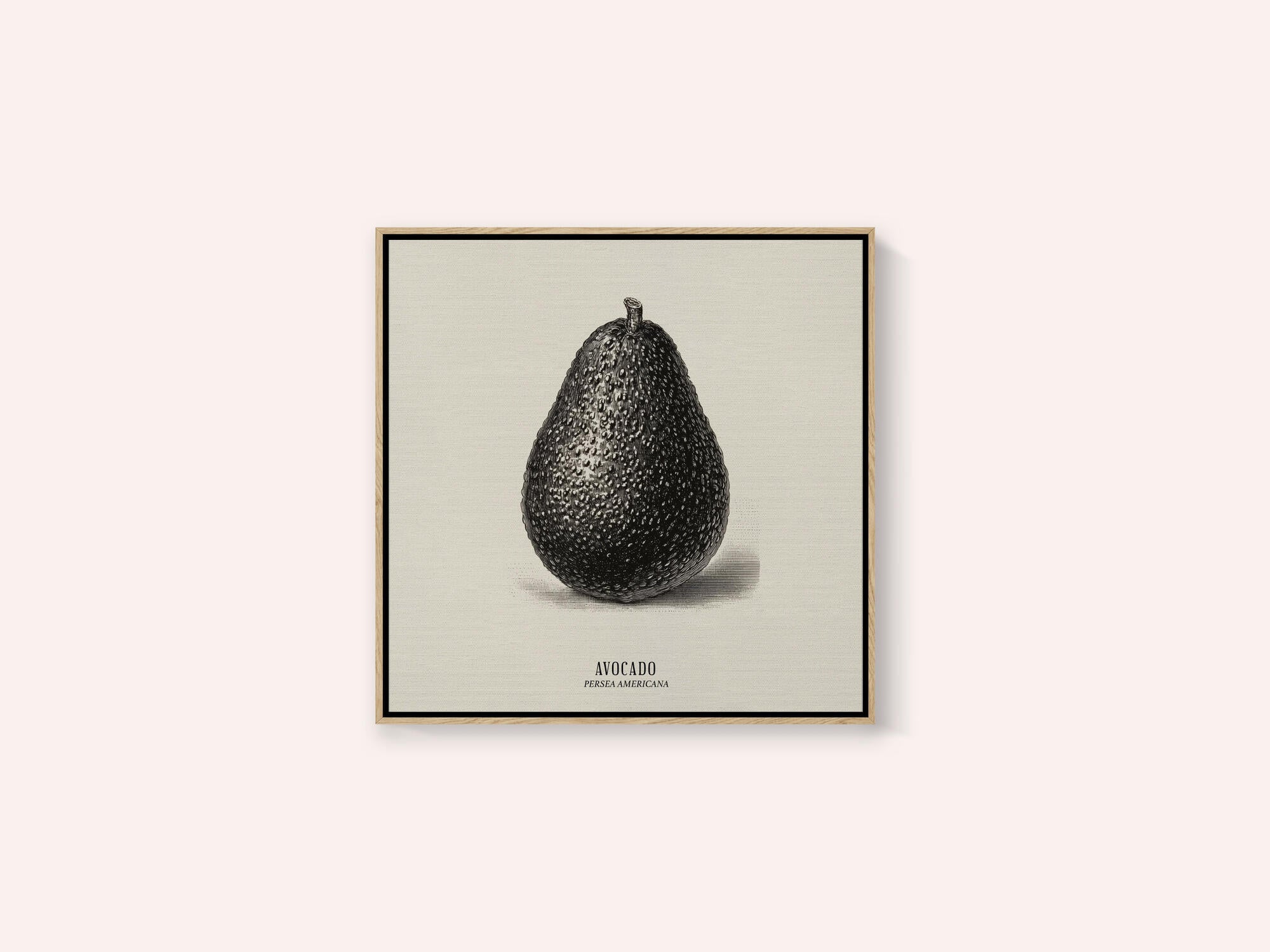 Vintage Vegetables - Avocado