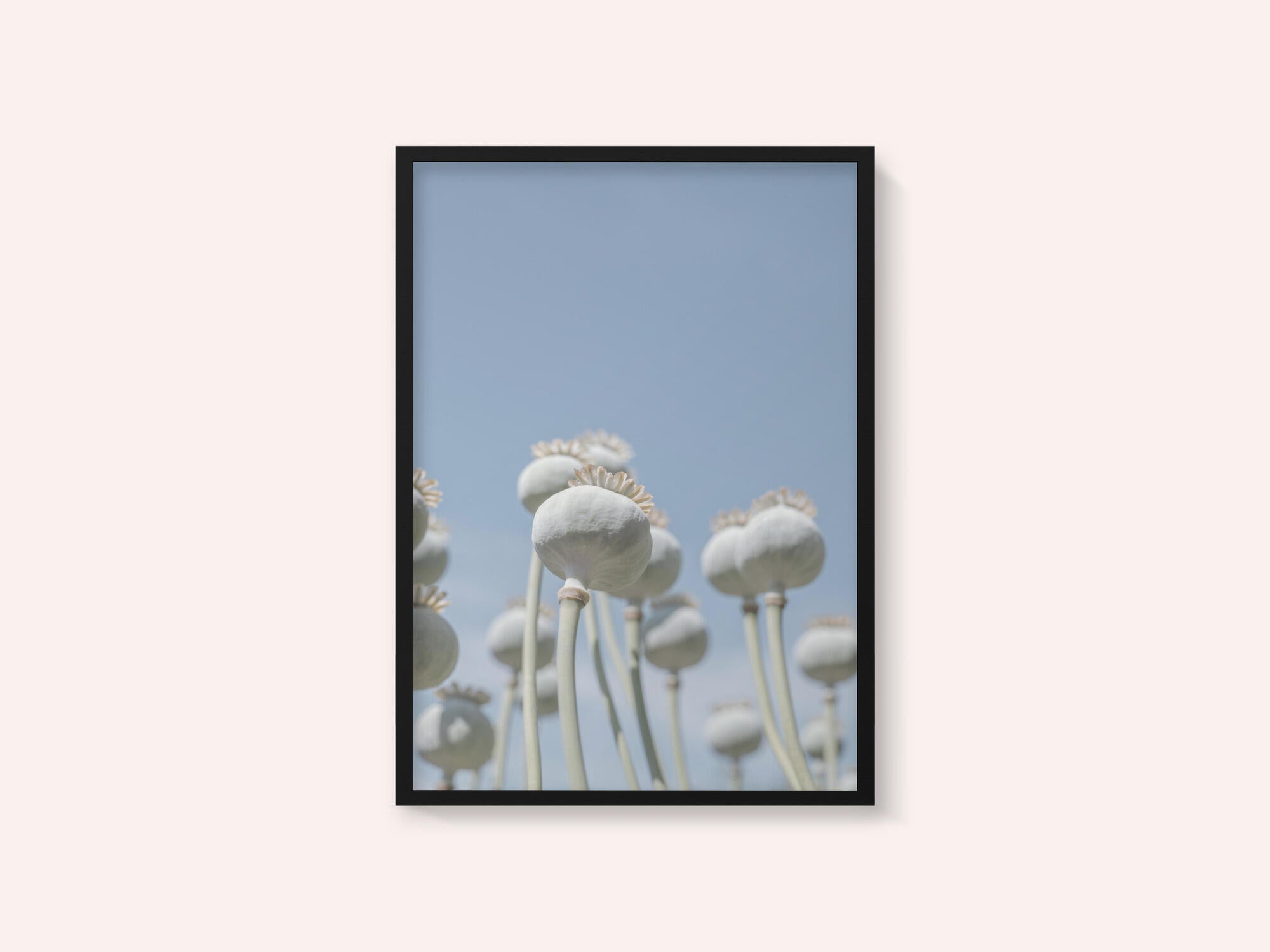 Poppyseed bulbs in mint and retro blue - nature photography