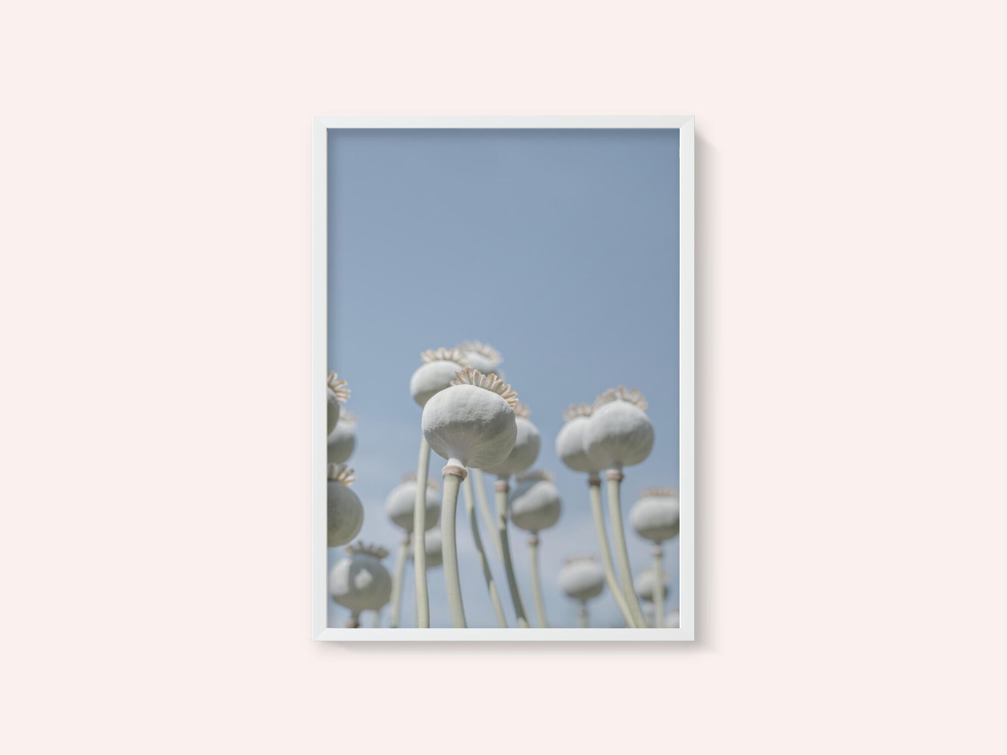 Poppyseed bulbs in mint and retro blue - nature photography