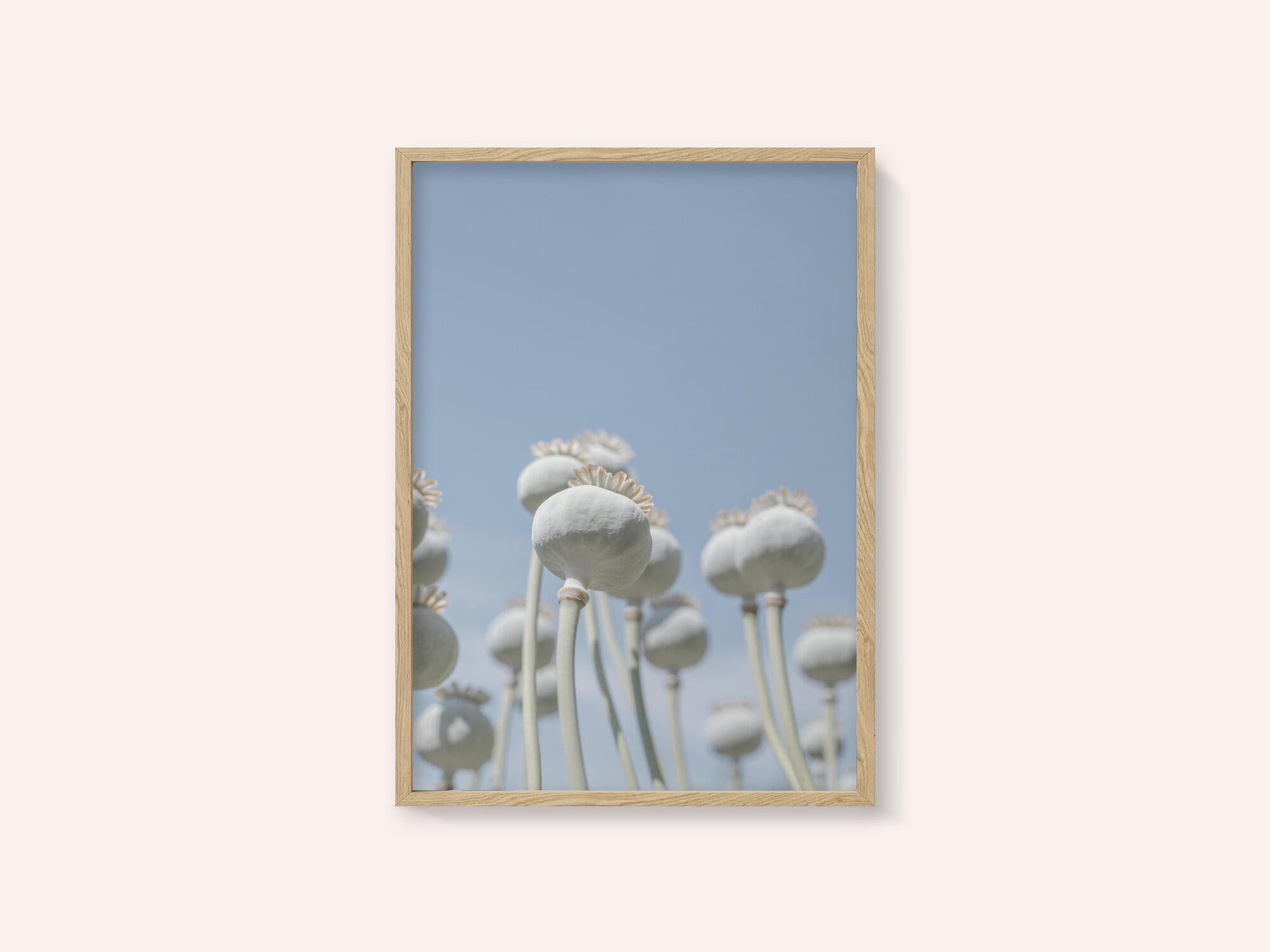 Poppyseed bulbs in mint and retro blue - nature photography