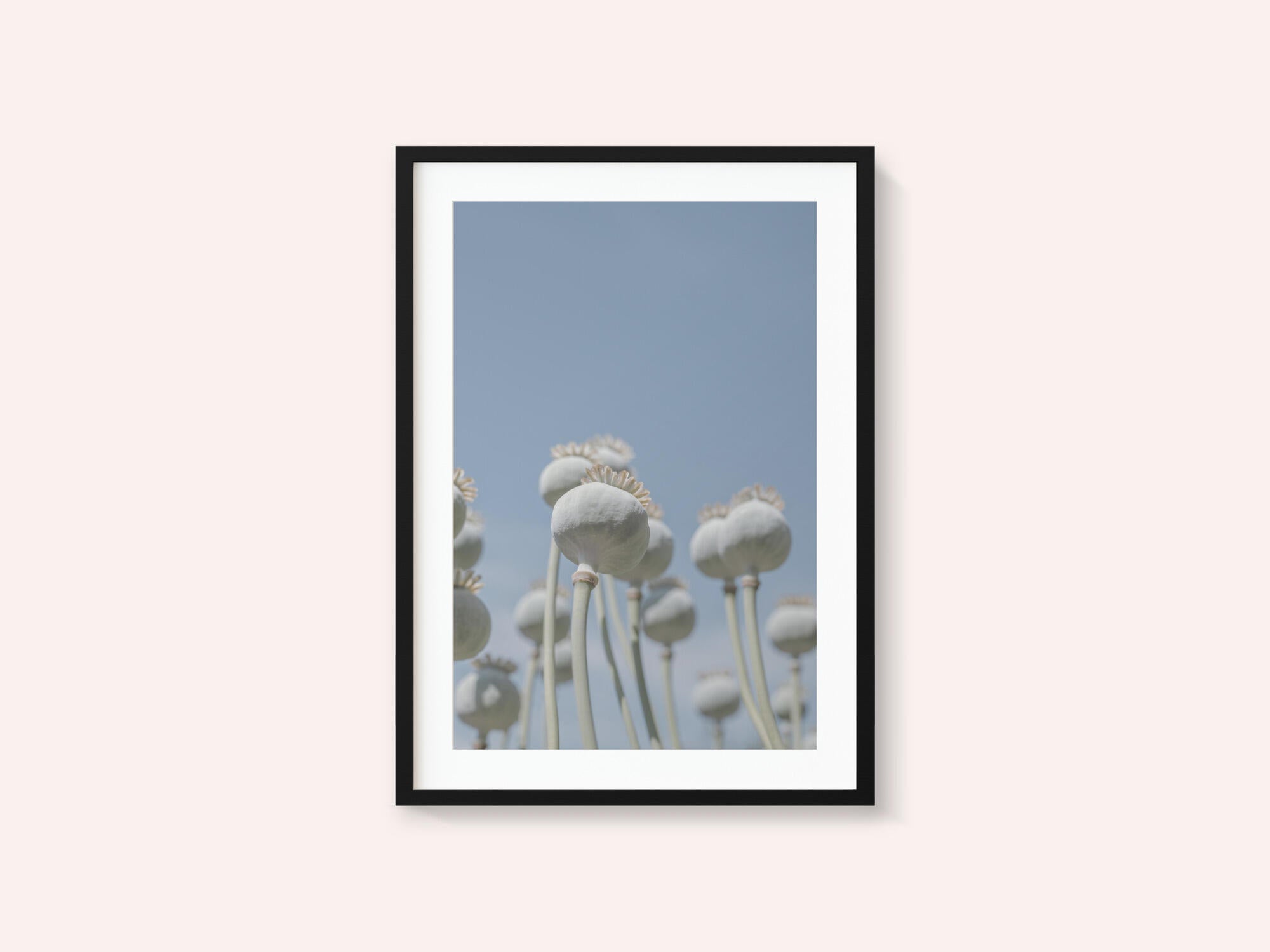 Poppyseed bulbs in mint and retro blue - nature photography