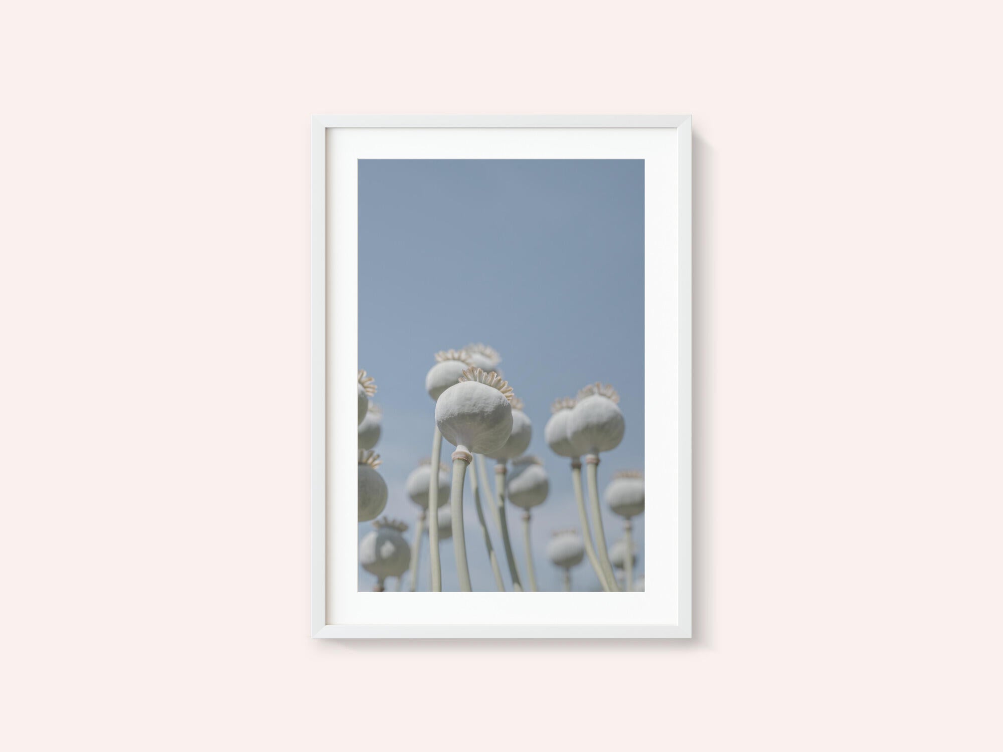 Poppyseed bulbs in mint and retro blue - nature photography