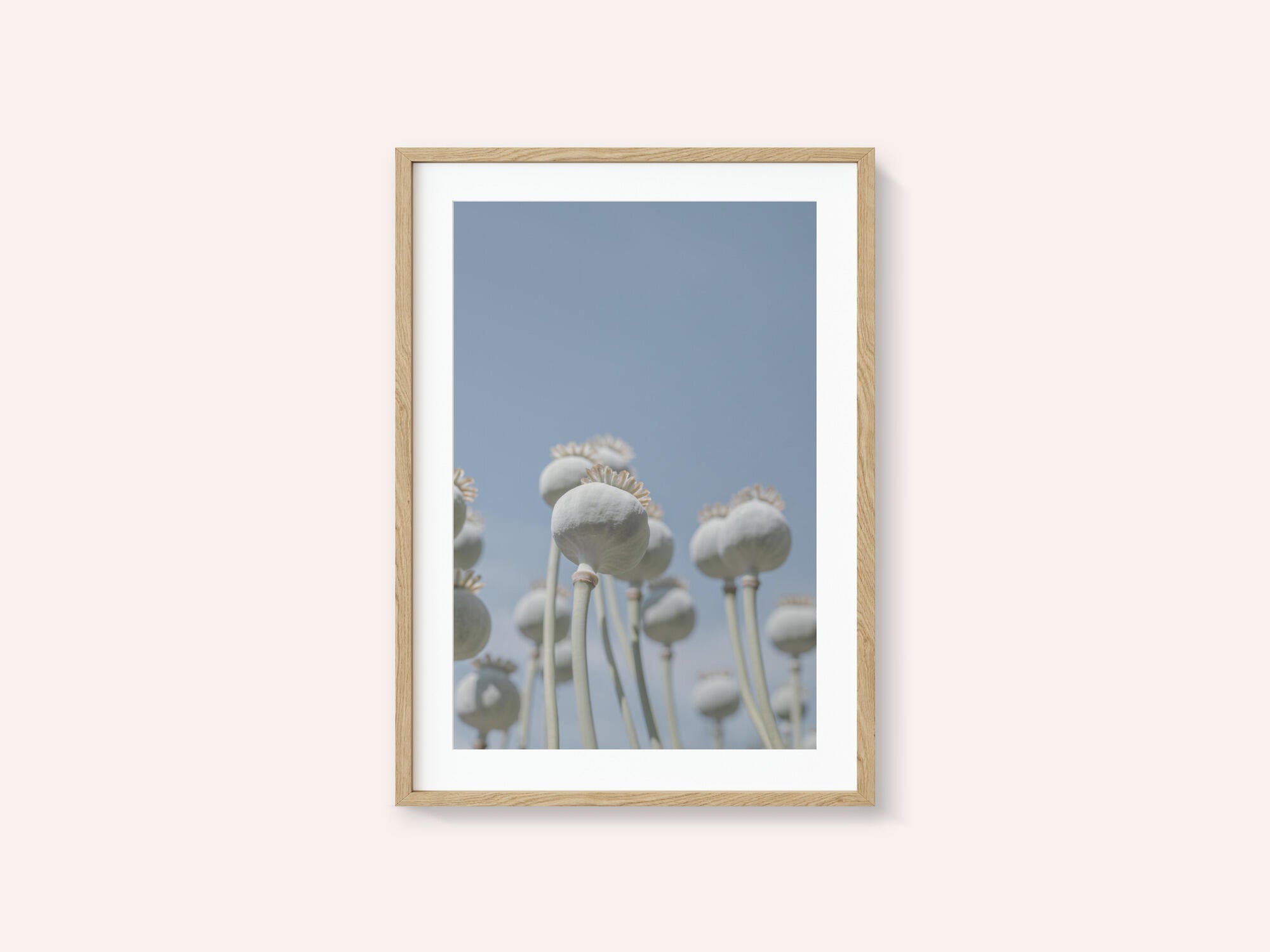 Poppyseed bulbs in mint and retro blue - nature photography