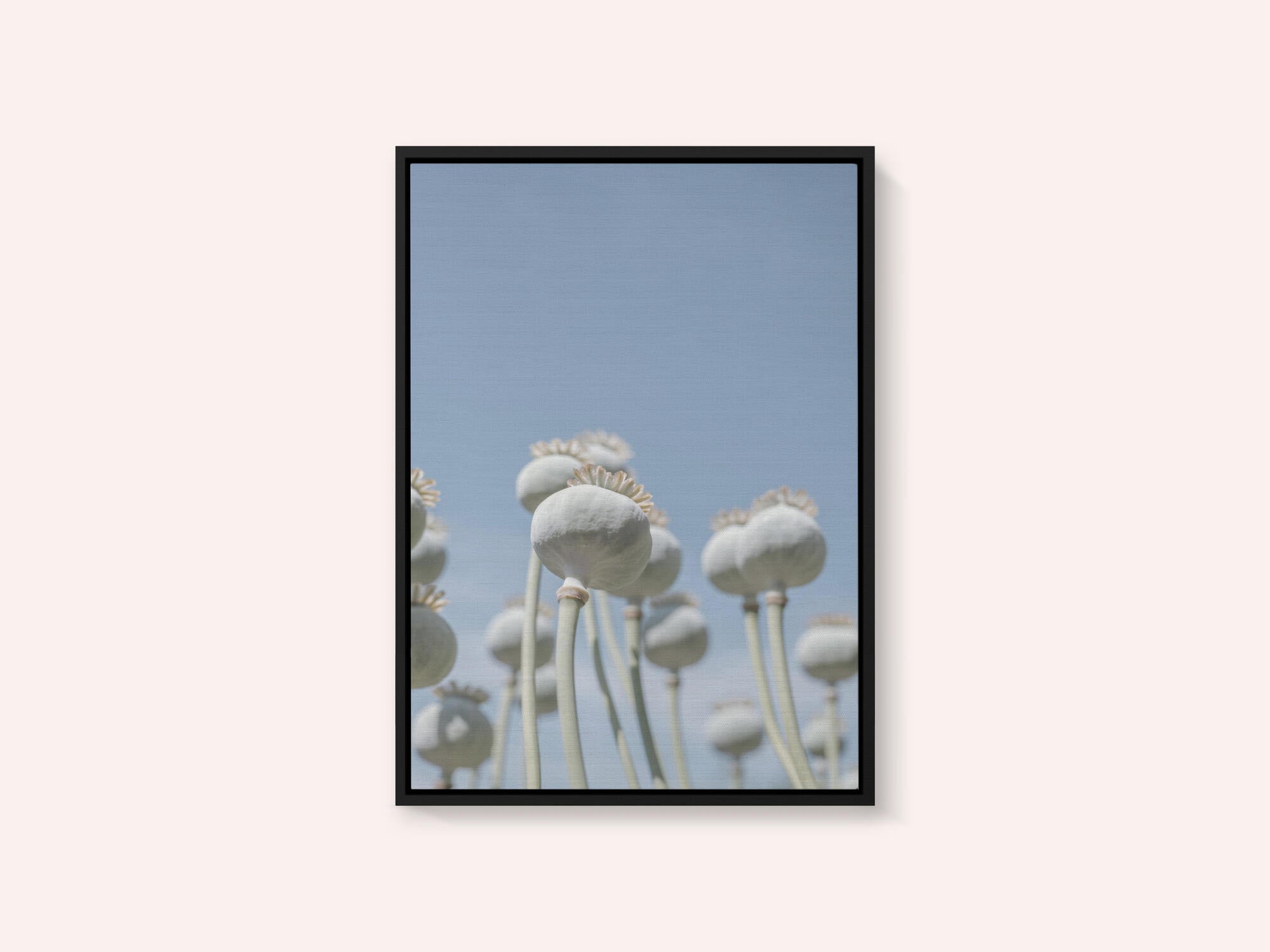 Poppyseed bulbs in mint and retro blue - nature photography