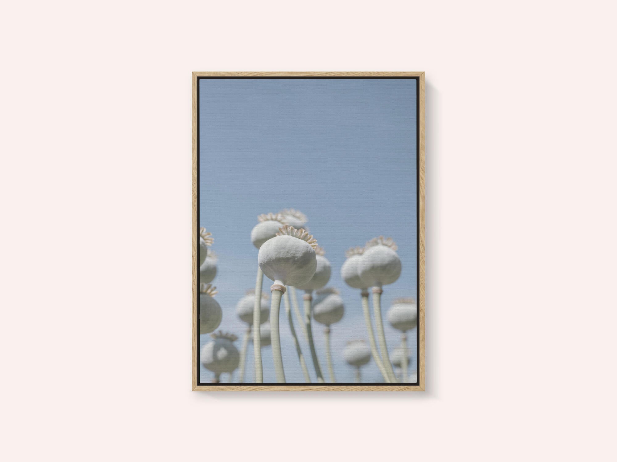 Poppyseed bulbs in mint and retro blue - nature photography