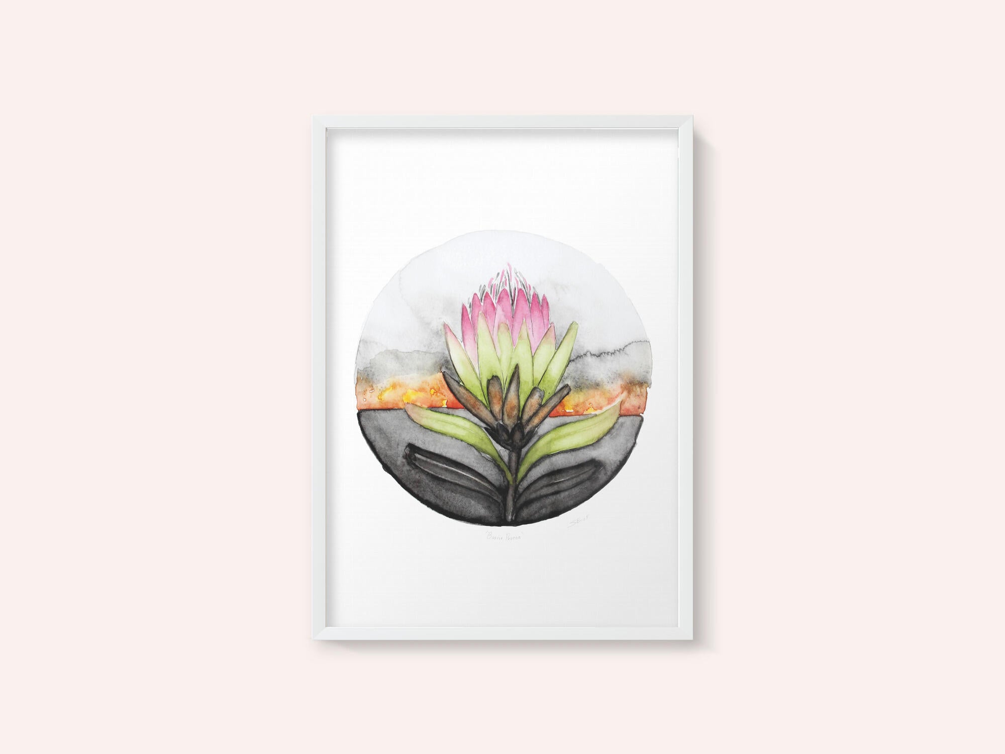 Protea Sunset Bloom