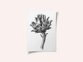 Artichoke By Jean Bernard