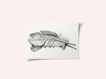 Feather