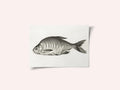 Fish (1775–1833)