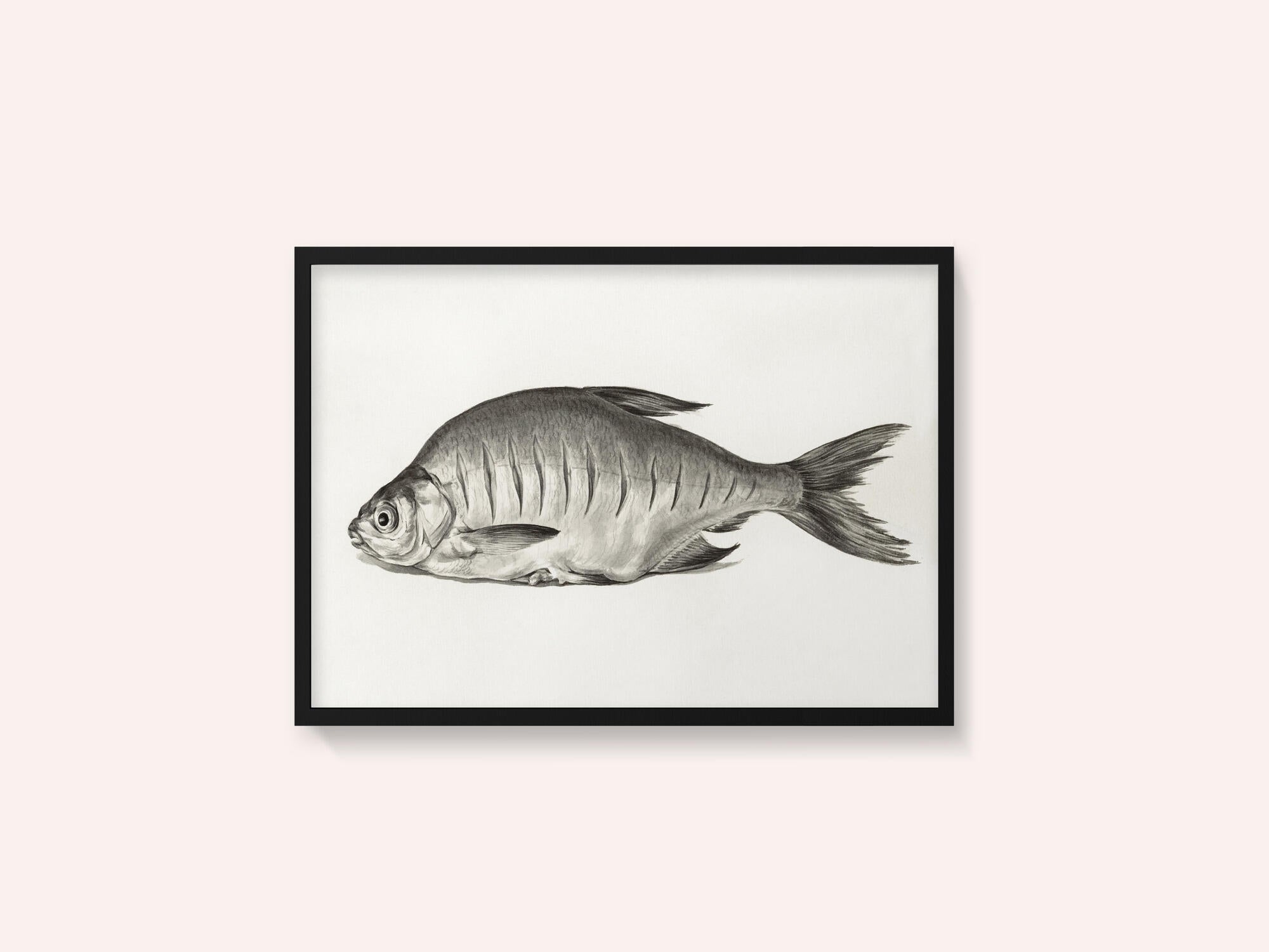 Fish (1775–1833)