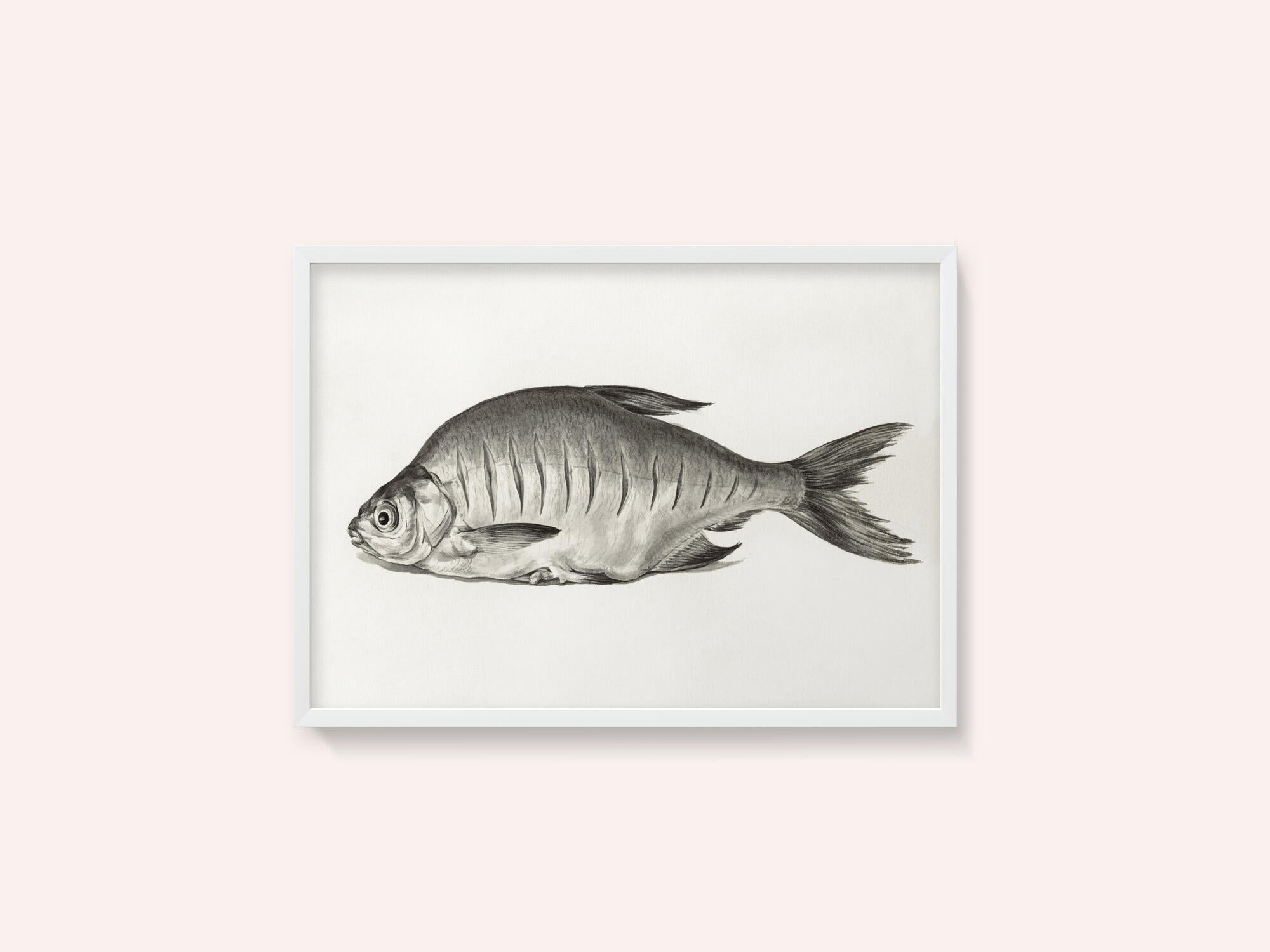 Fish (1775–1833)