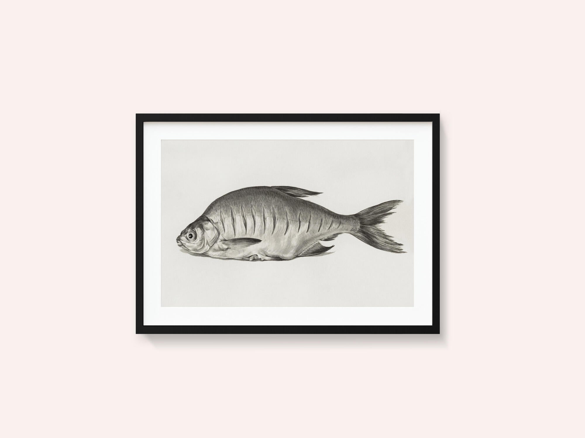 Fish (1775–1833)