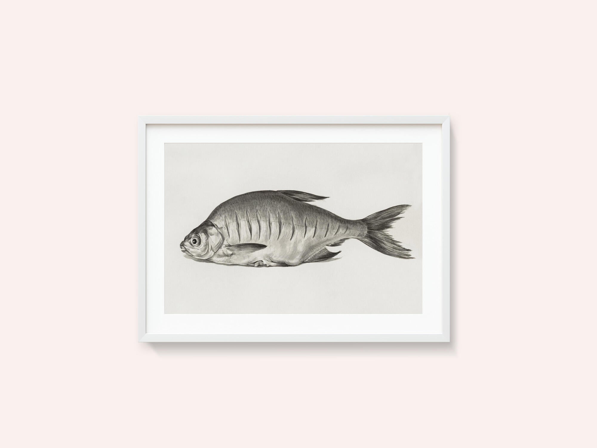Fish (1775–1833)