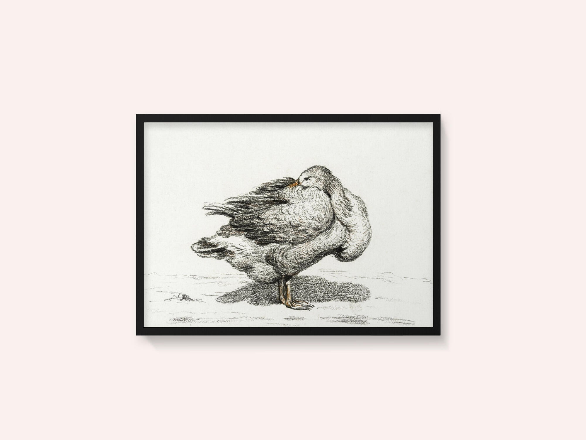 Goose (1816)