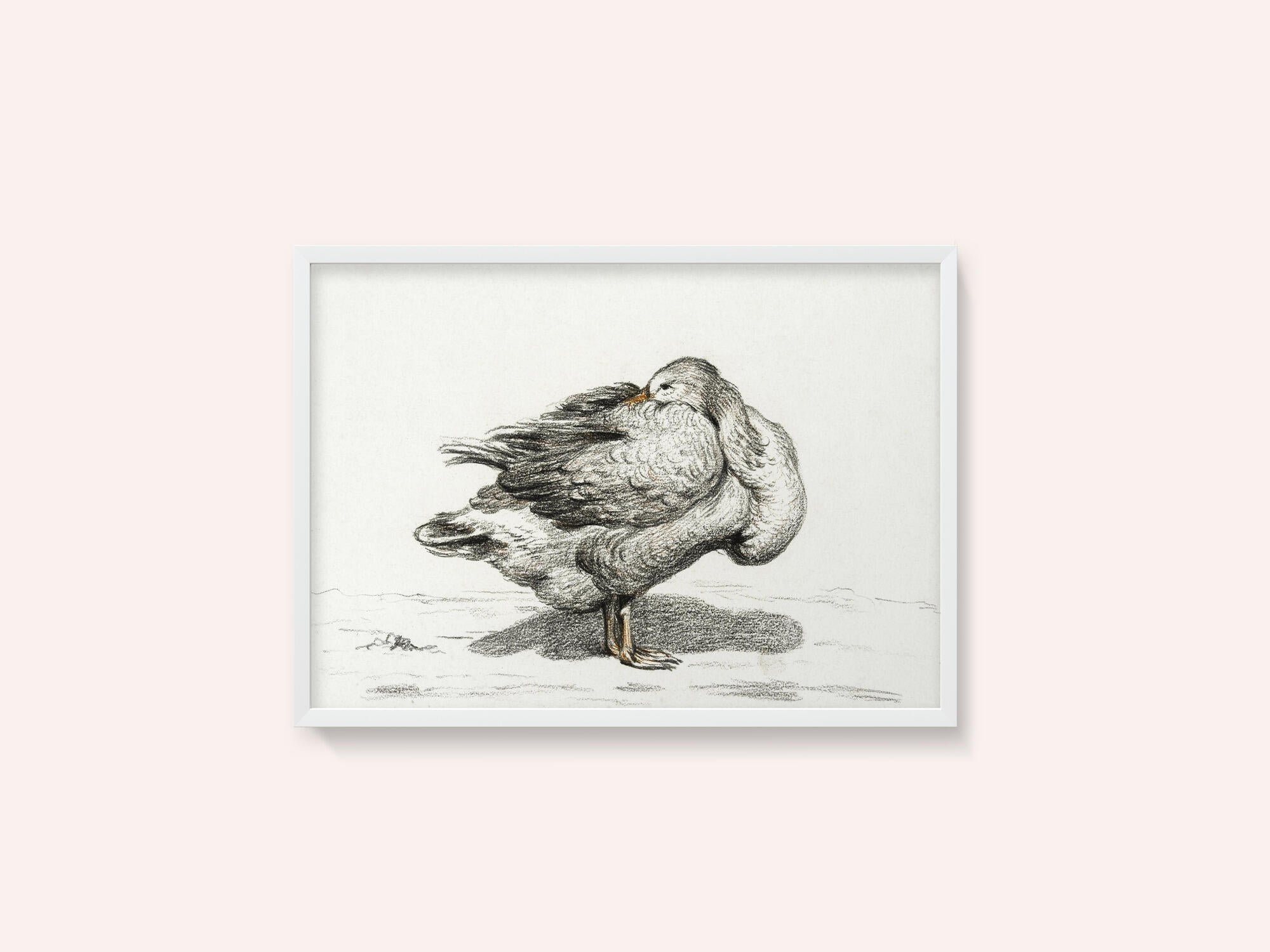 Goose (1816)