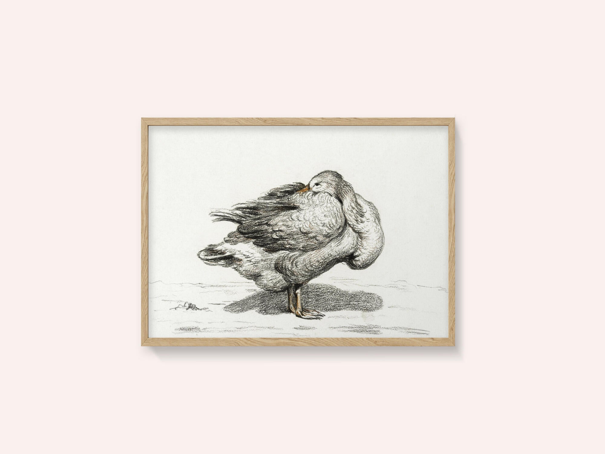 Goose (1816)