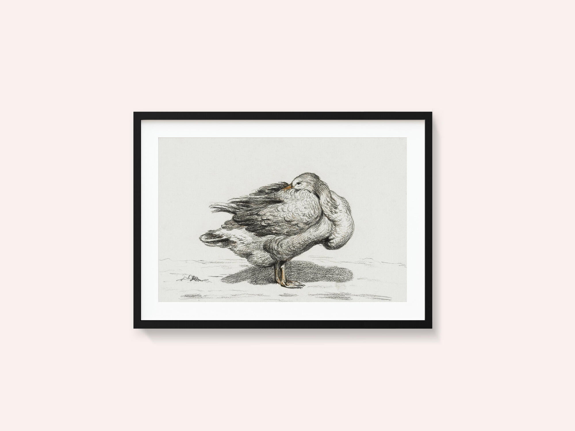 Goose (1816)
