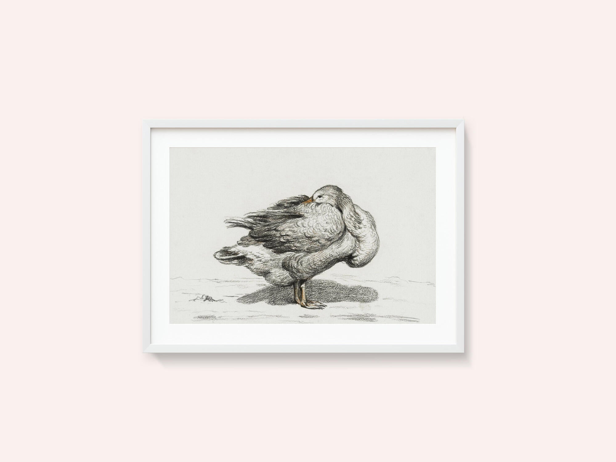 Goose (1816)