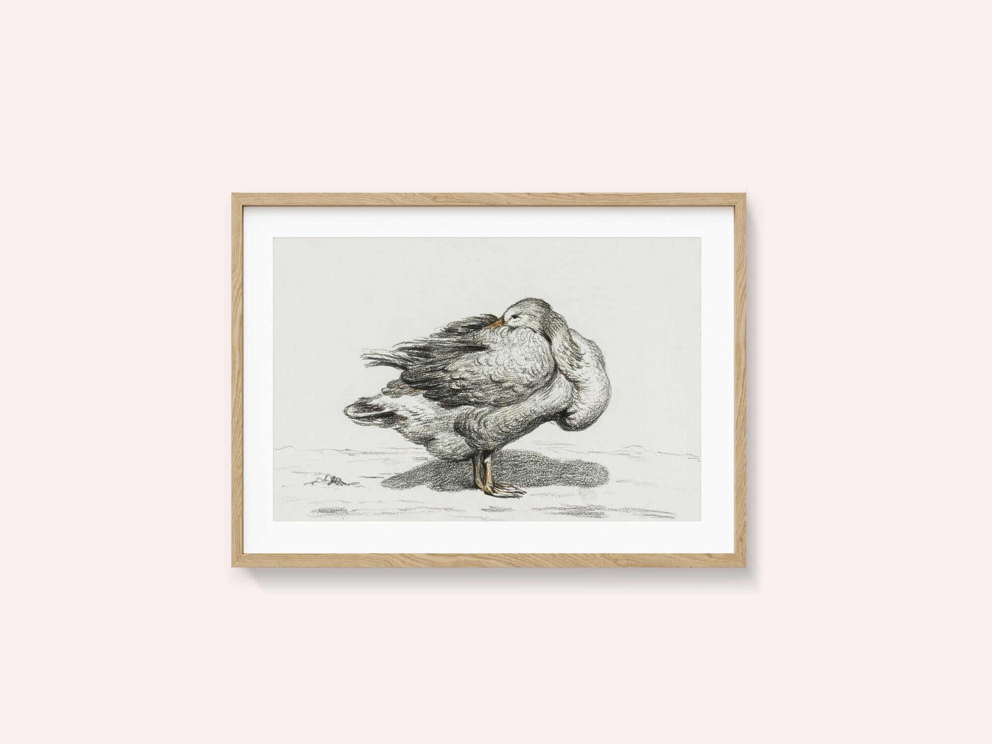 Goose (1816)