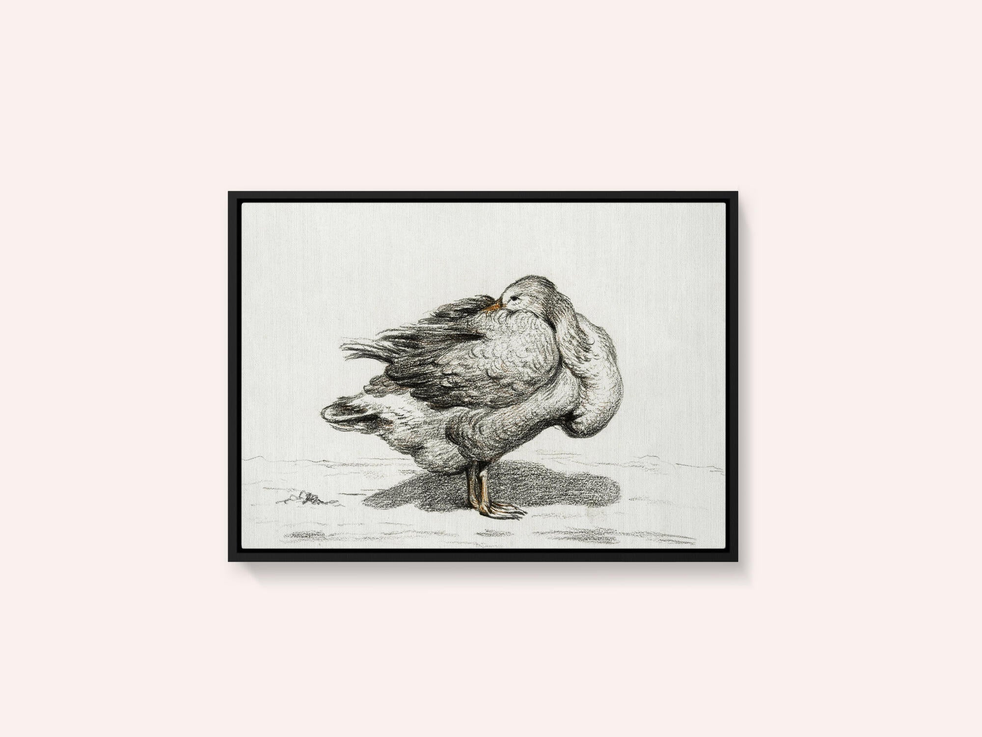 Goose (1816)