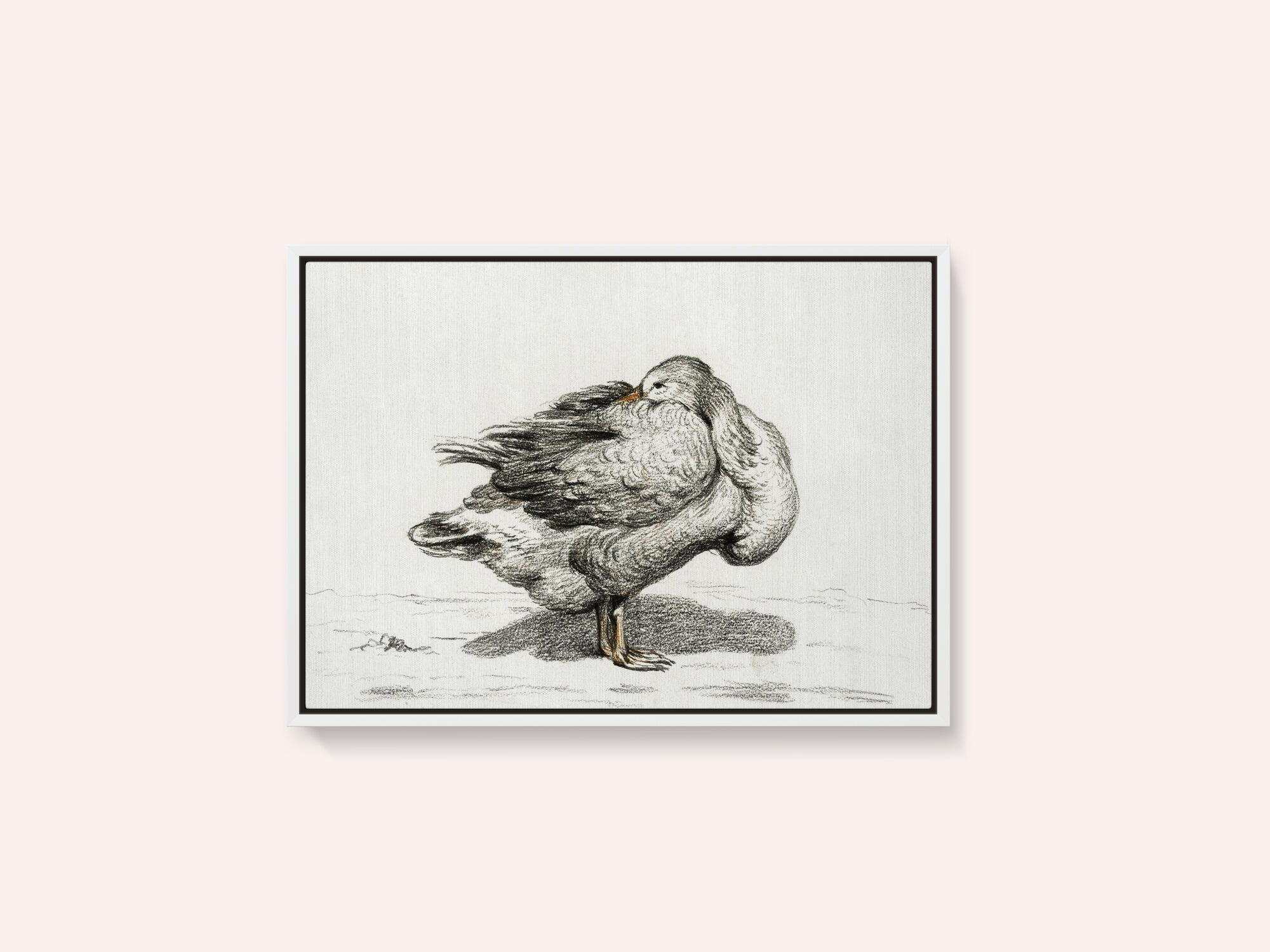 Goose (1816)
