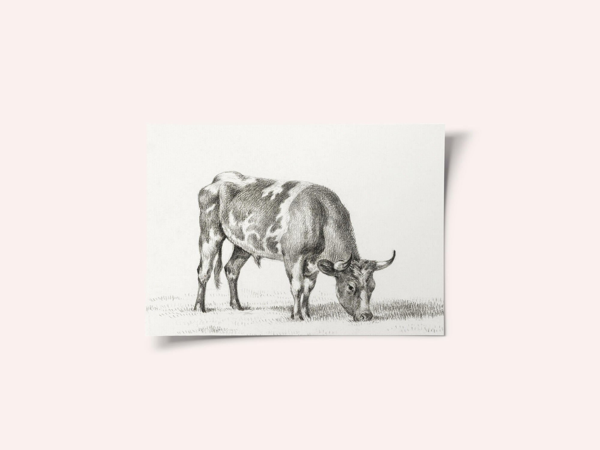 Grazing Bull