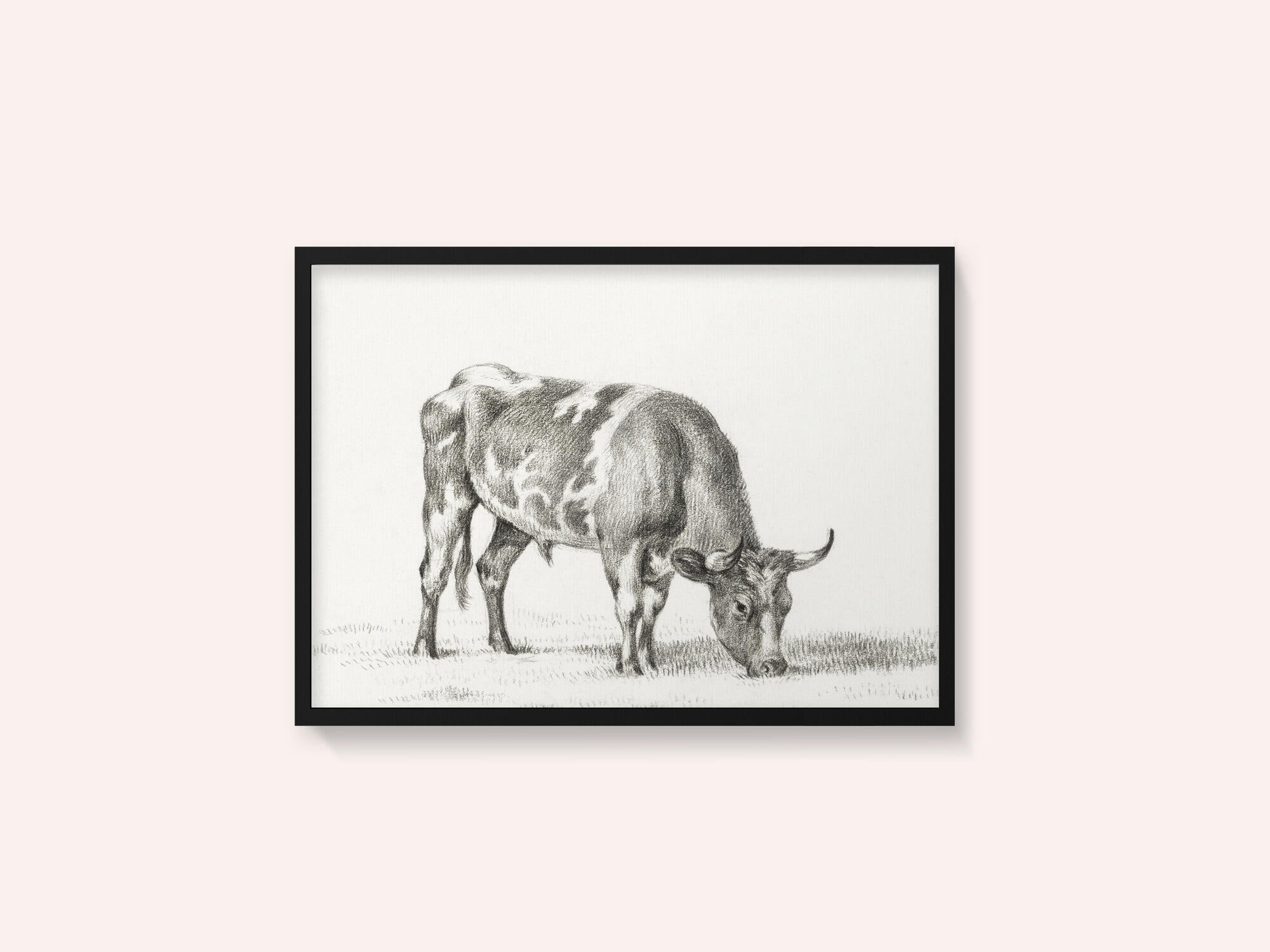 Grazing Bull