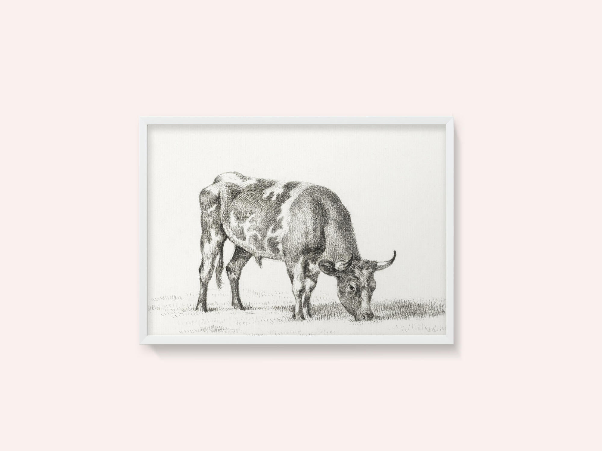 Grazing Bull