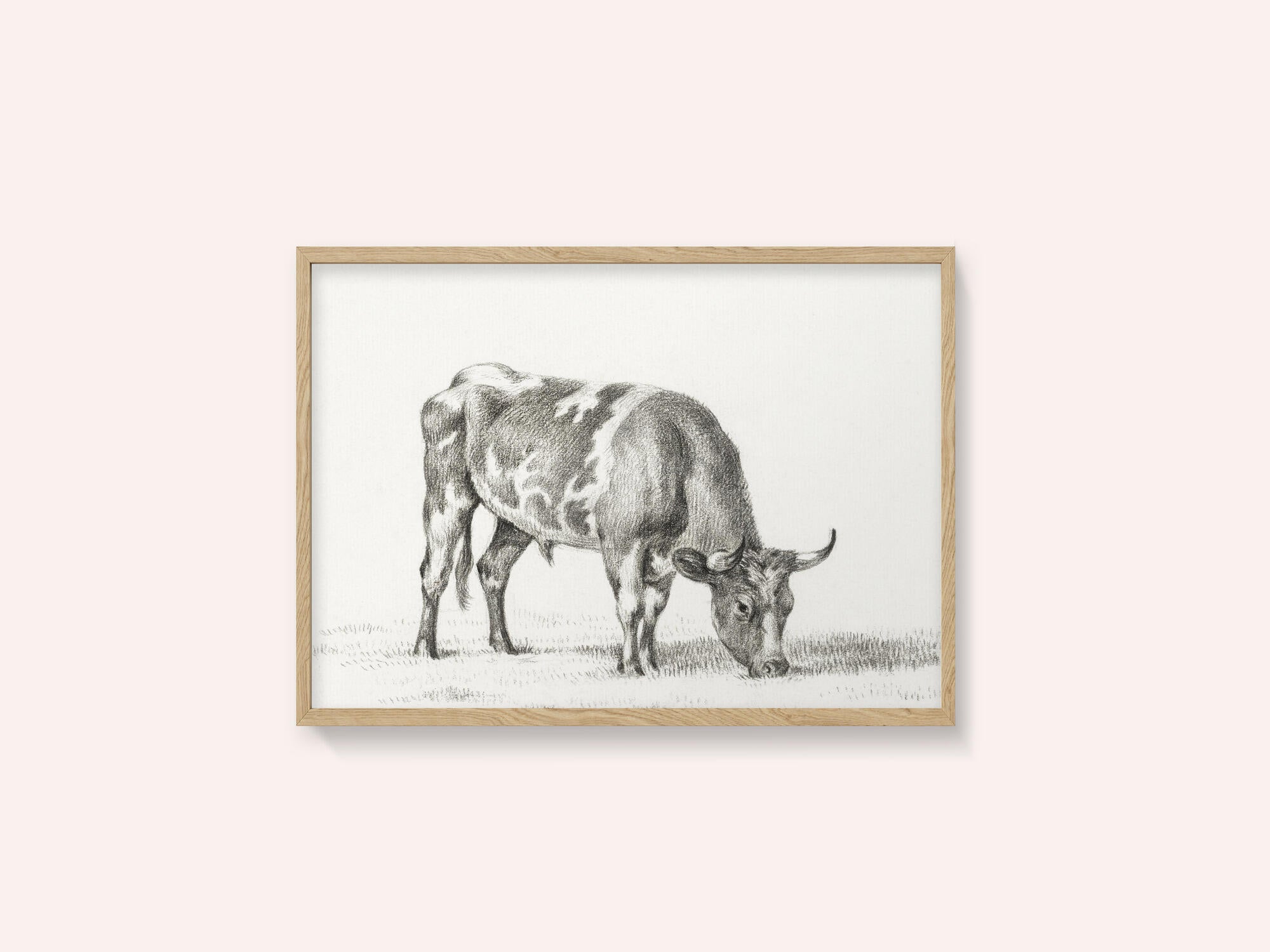 Grazing Bull