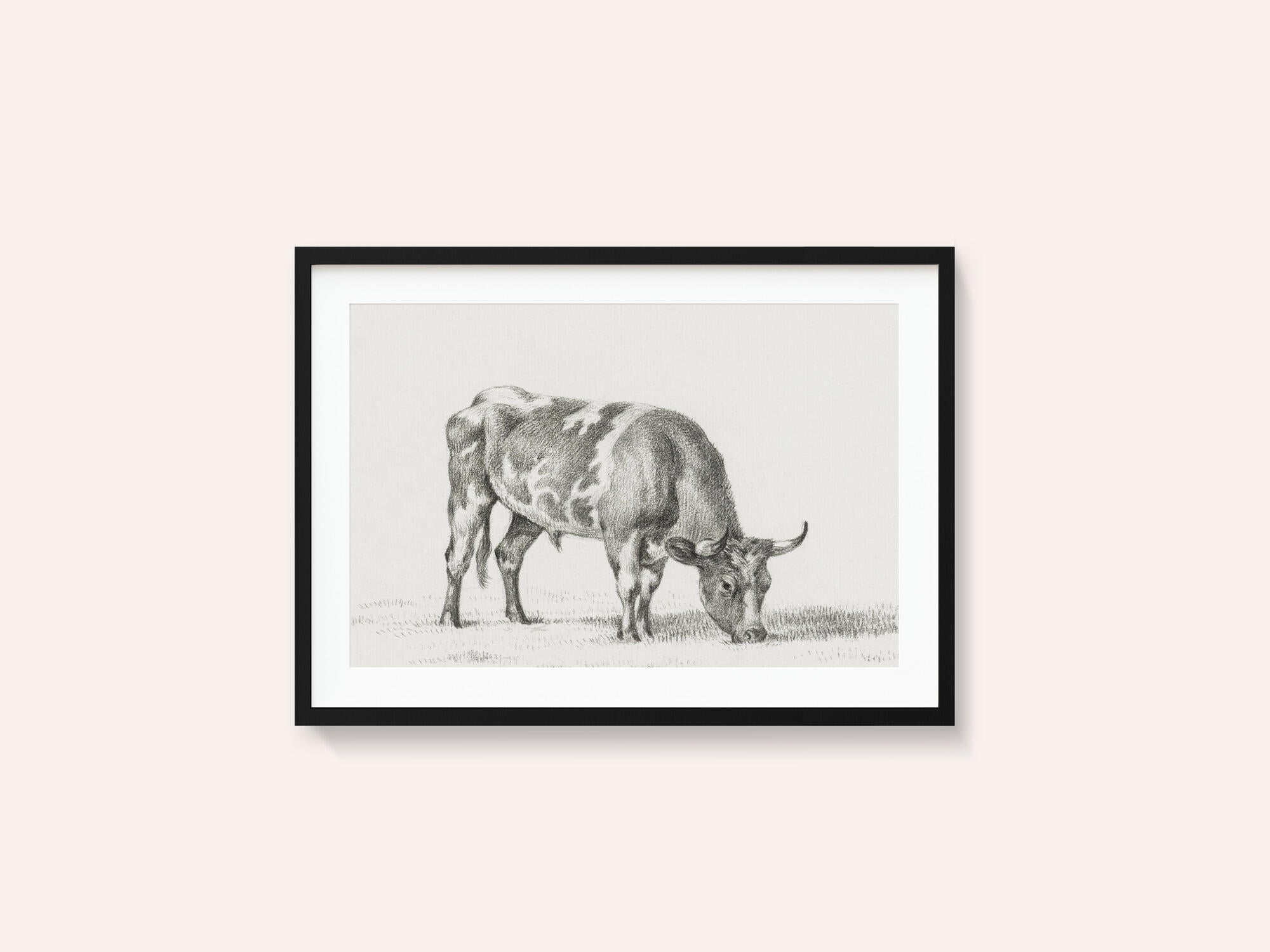 Grazing Bull