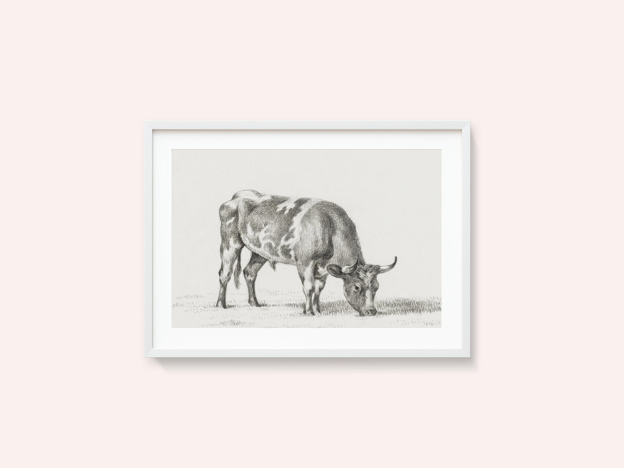 Grazing Bull