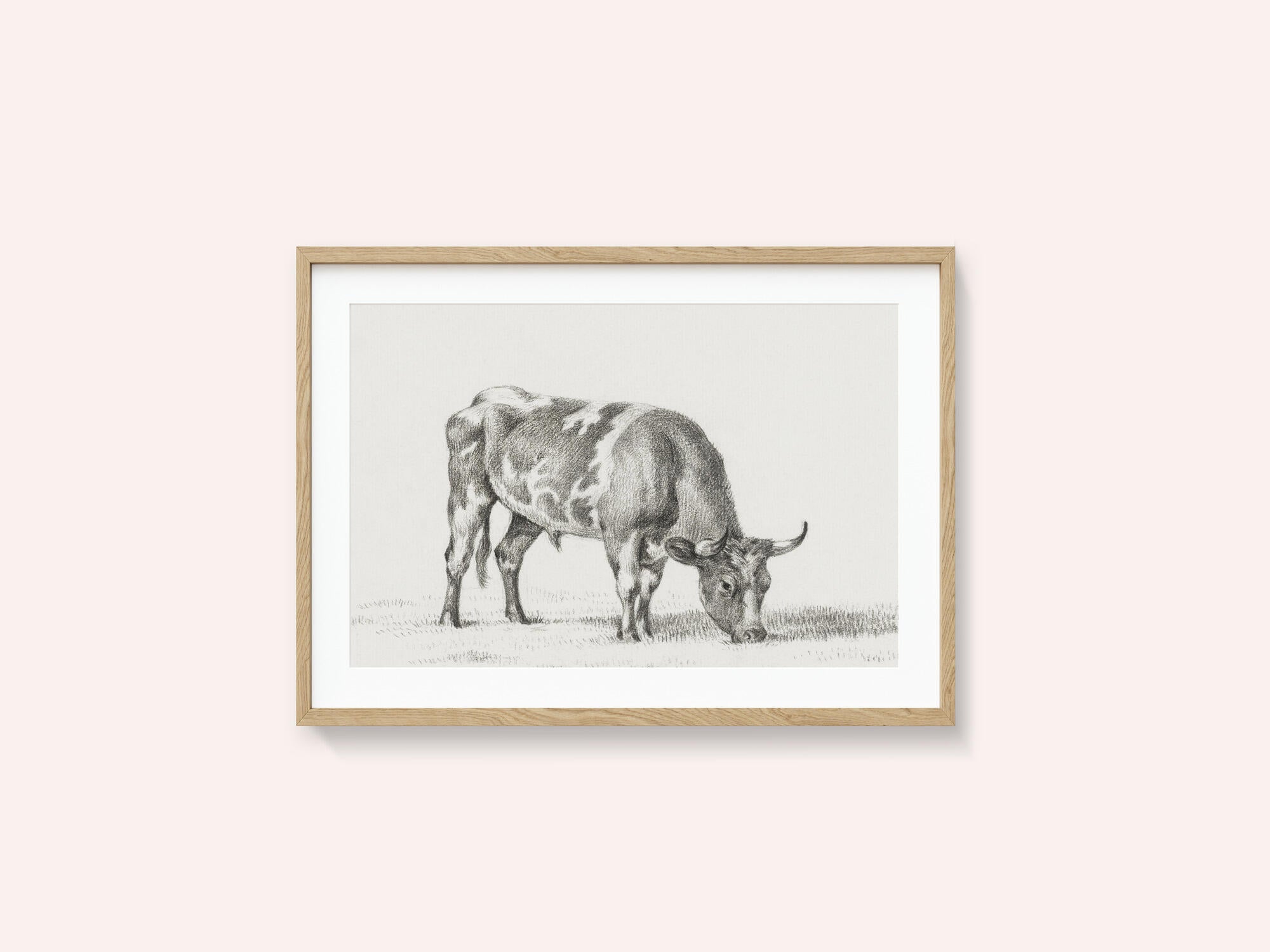 Grazing Bull