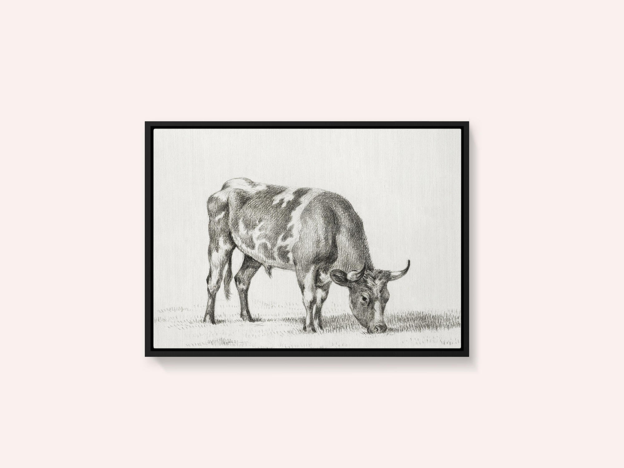 Grazing Bull