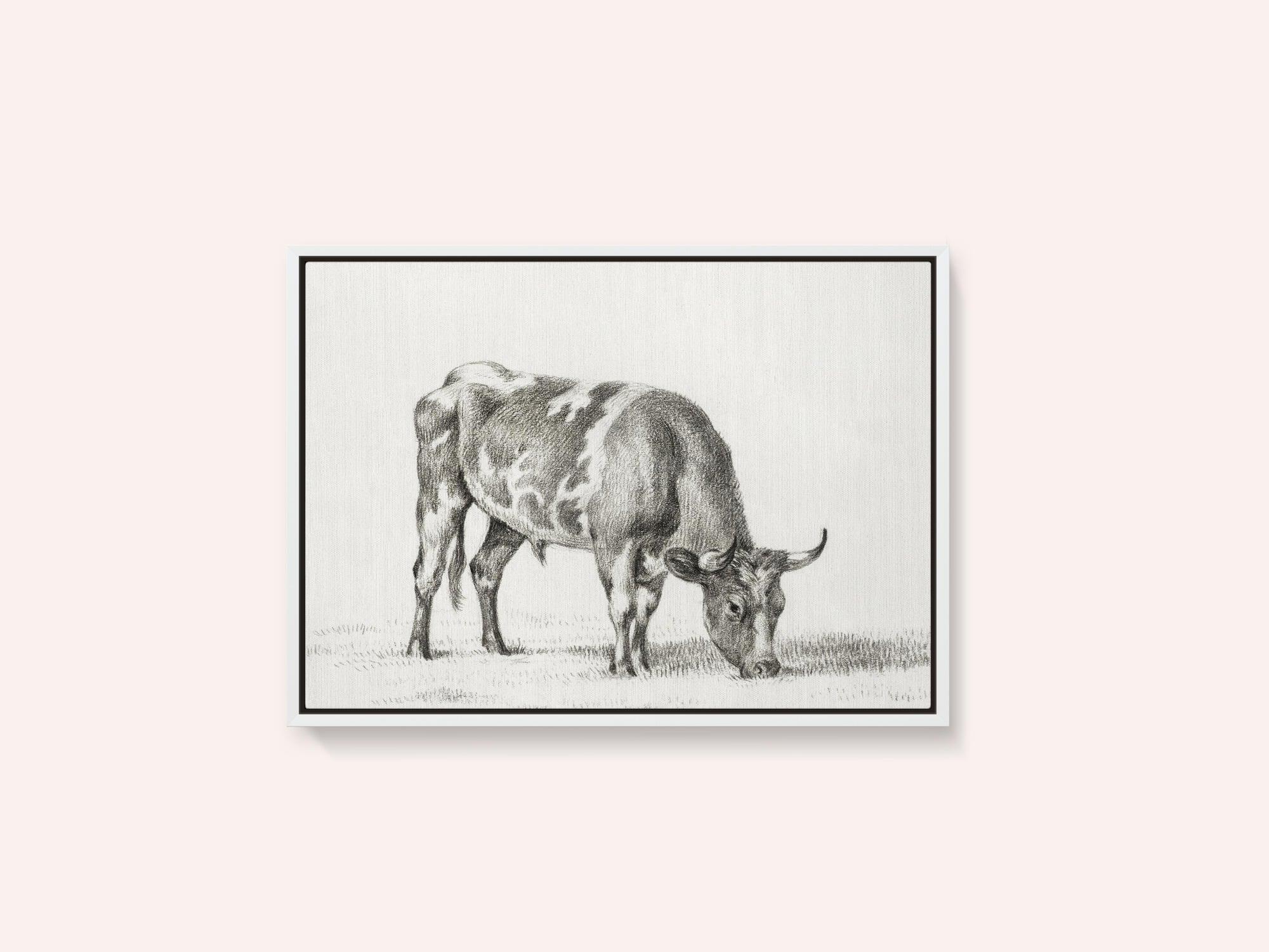 Grazing Bull